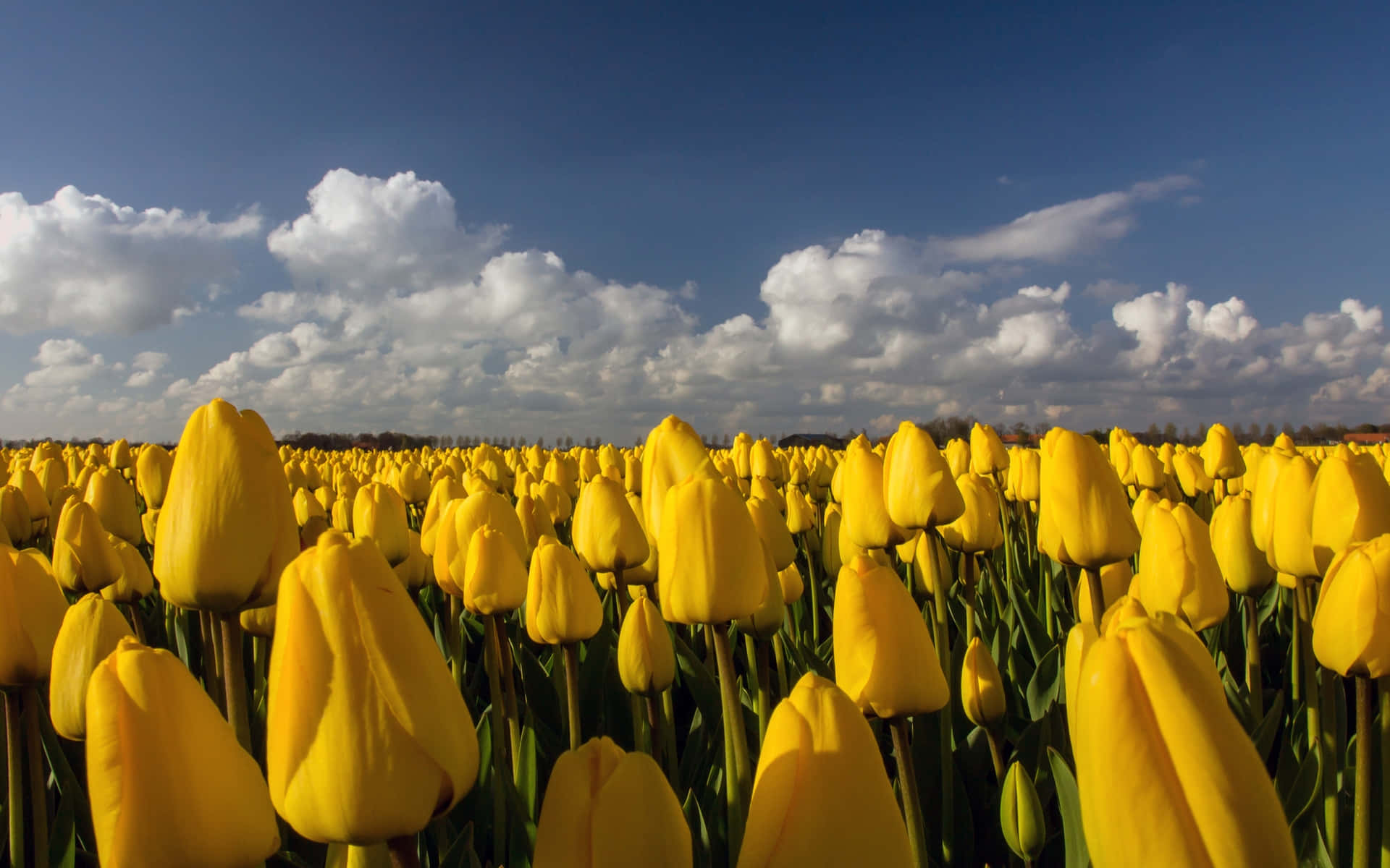 Vibrant Tulip Field in Full Bloom Wallpaper