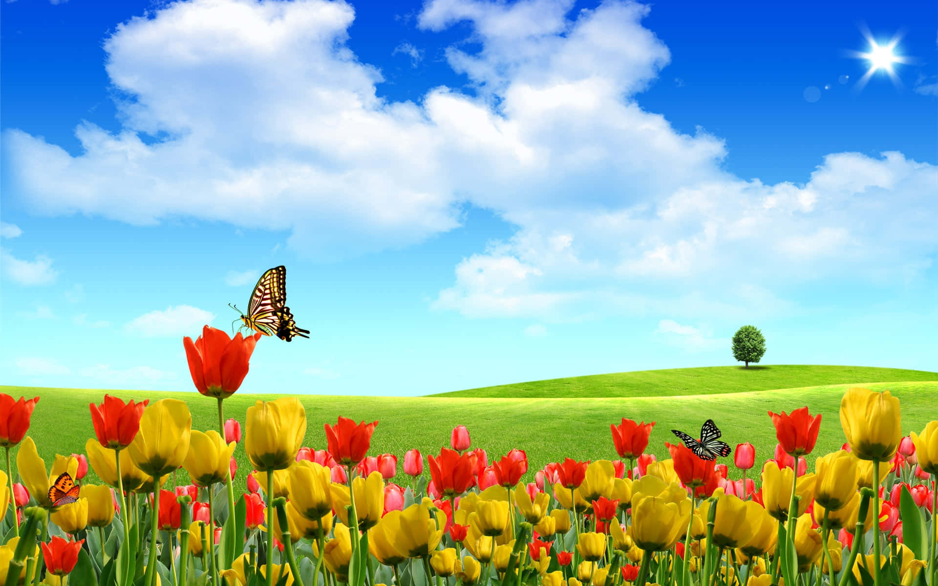 Campode Tulipanes Vibrantes En Plena Floración Fondo de pantalla