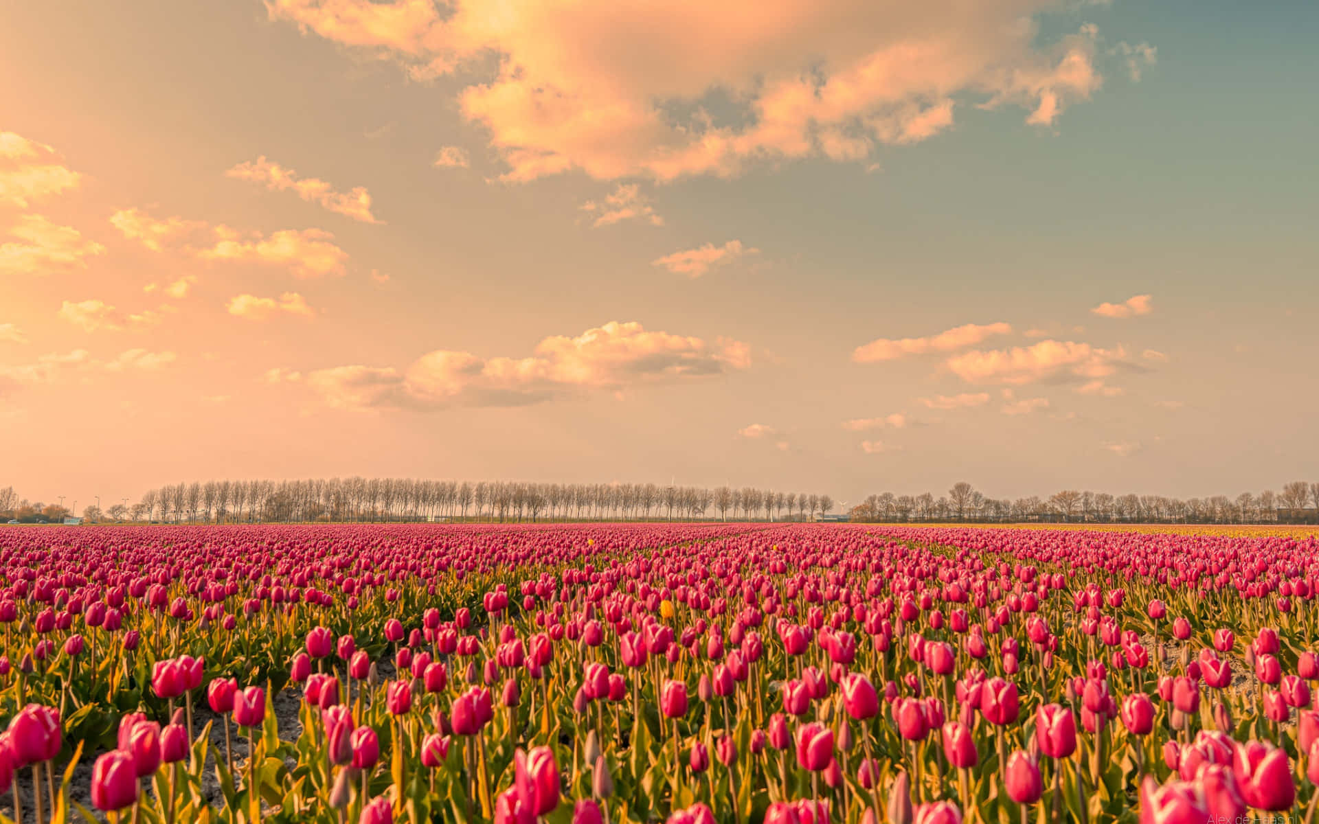 Campode Tulipanes Vibrante En Plena Floración Fondo de pantalla