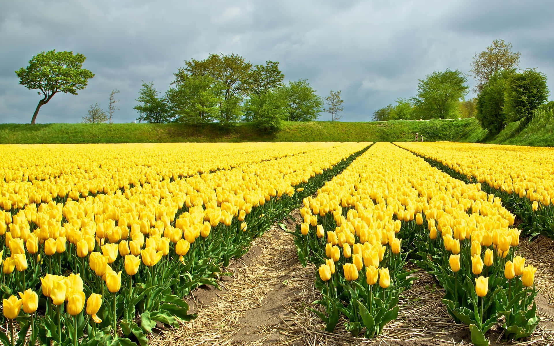Capturing the vibrancy of the Tulip Field Wallpaper