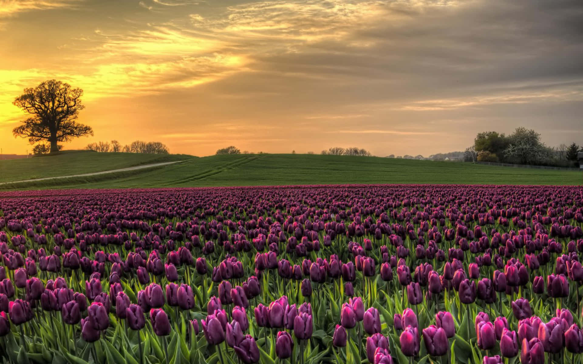 Campode Tulipanes Encantador En Plena Floración Fondo de pantalla