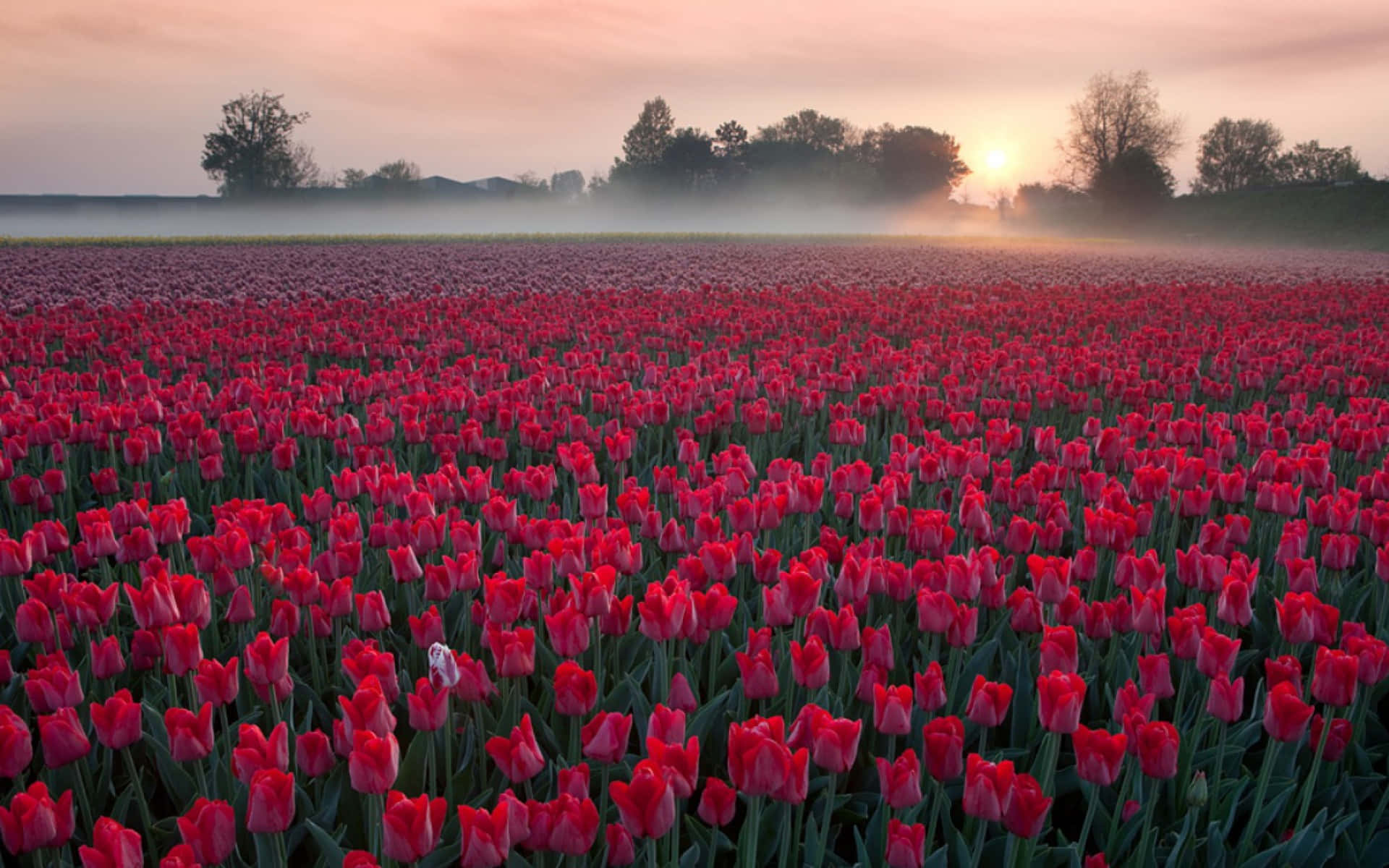 Campode Tulipanes Vibrantes En Plena Floración Fondo de pantalla