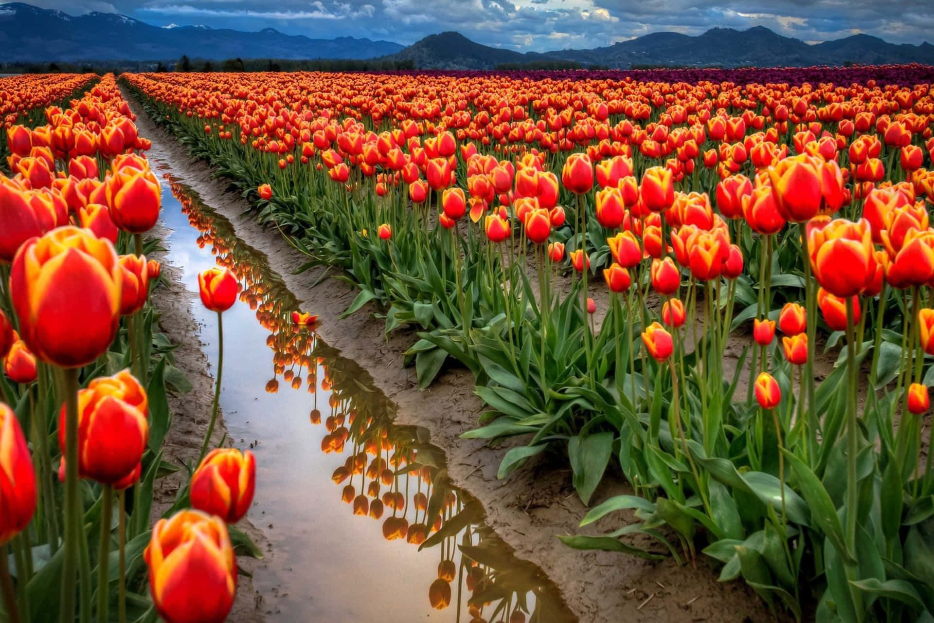 Impresionantecampo De Tulipanes En Plena Floración. Fondo de pantalla