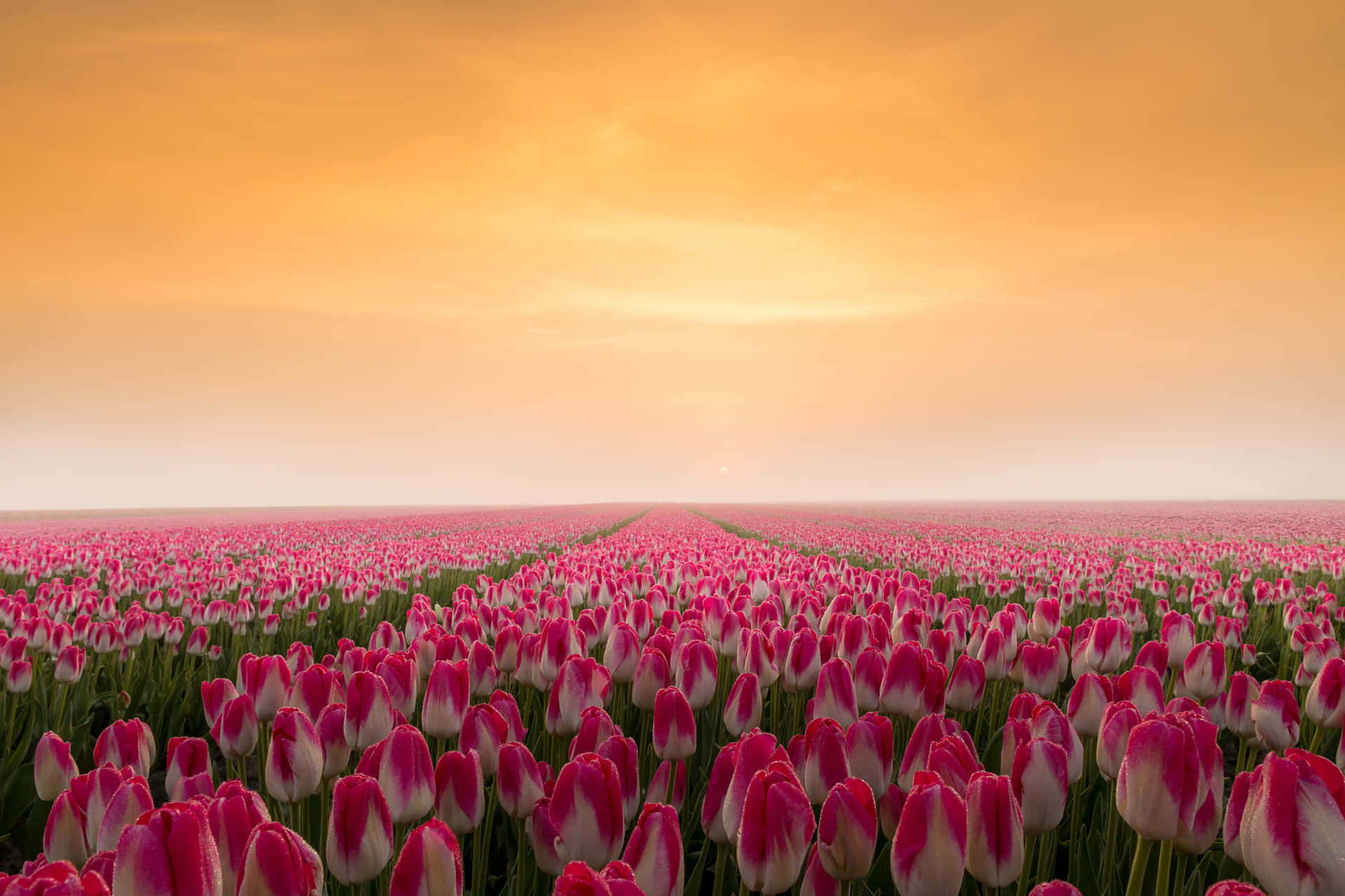 Encantadorcampo De Tulipanes En Plena Floración Fondo de pantalla