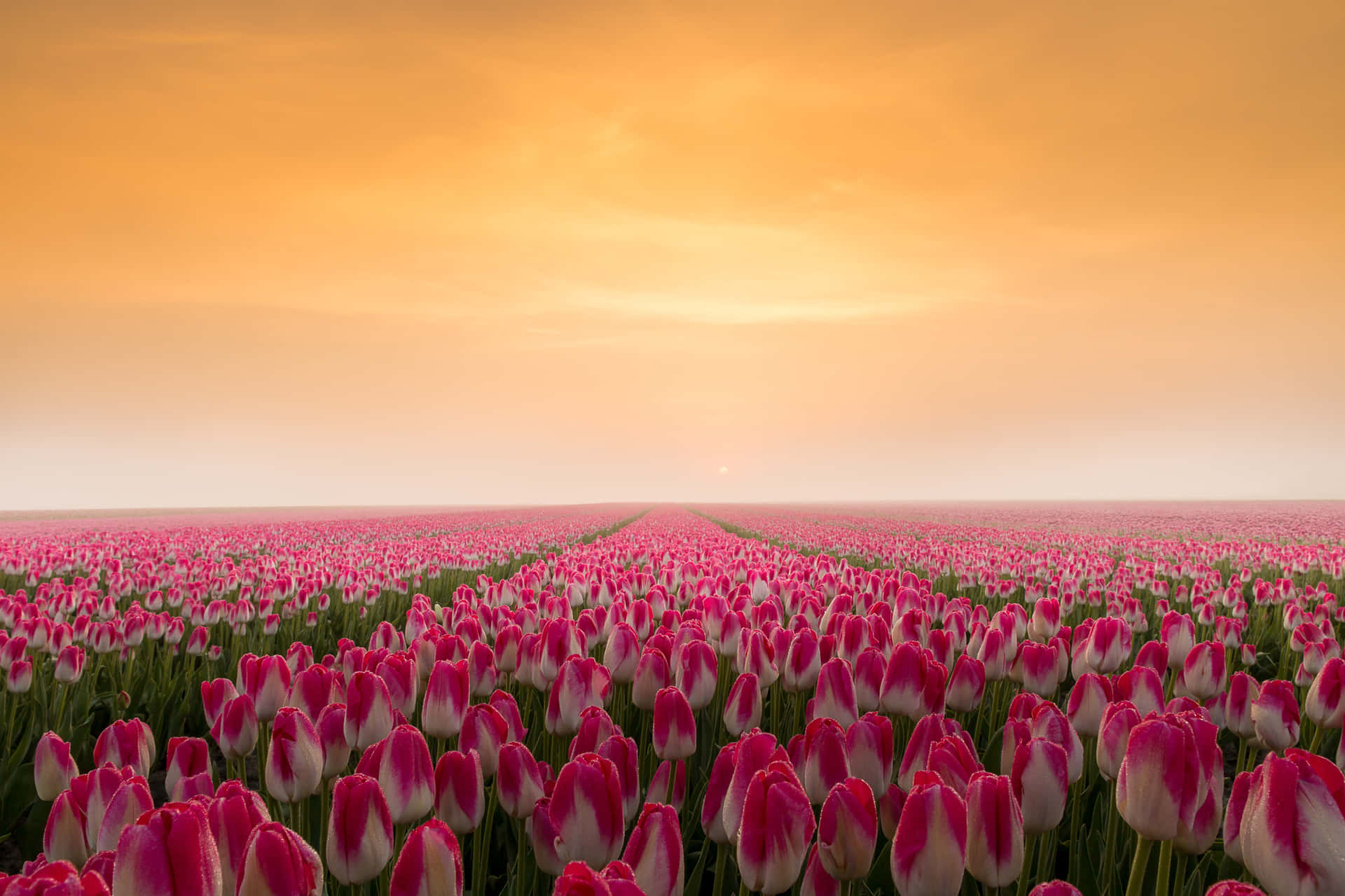 Enchanting Tulip Field in Full Bloom Wallpaper