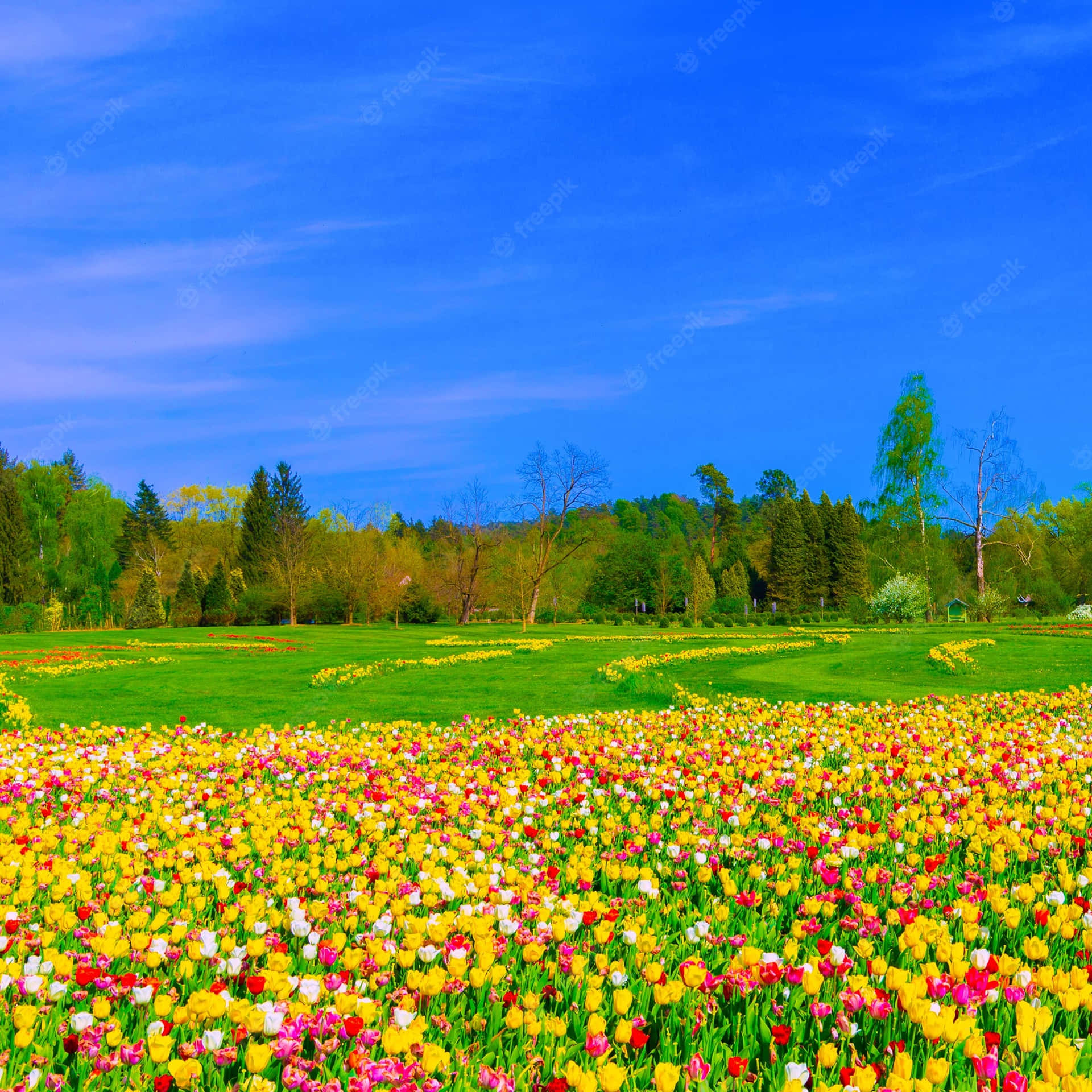 Vibrant Tulip Field in Full Bloom Wallpaper