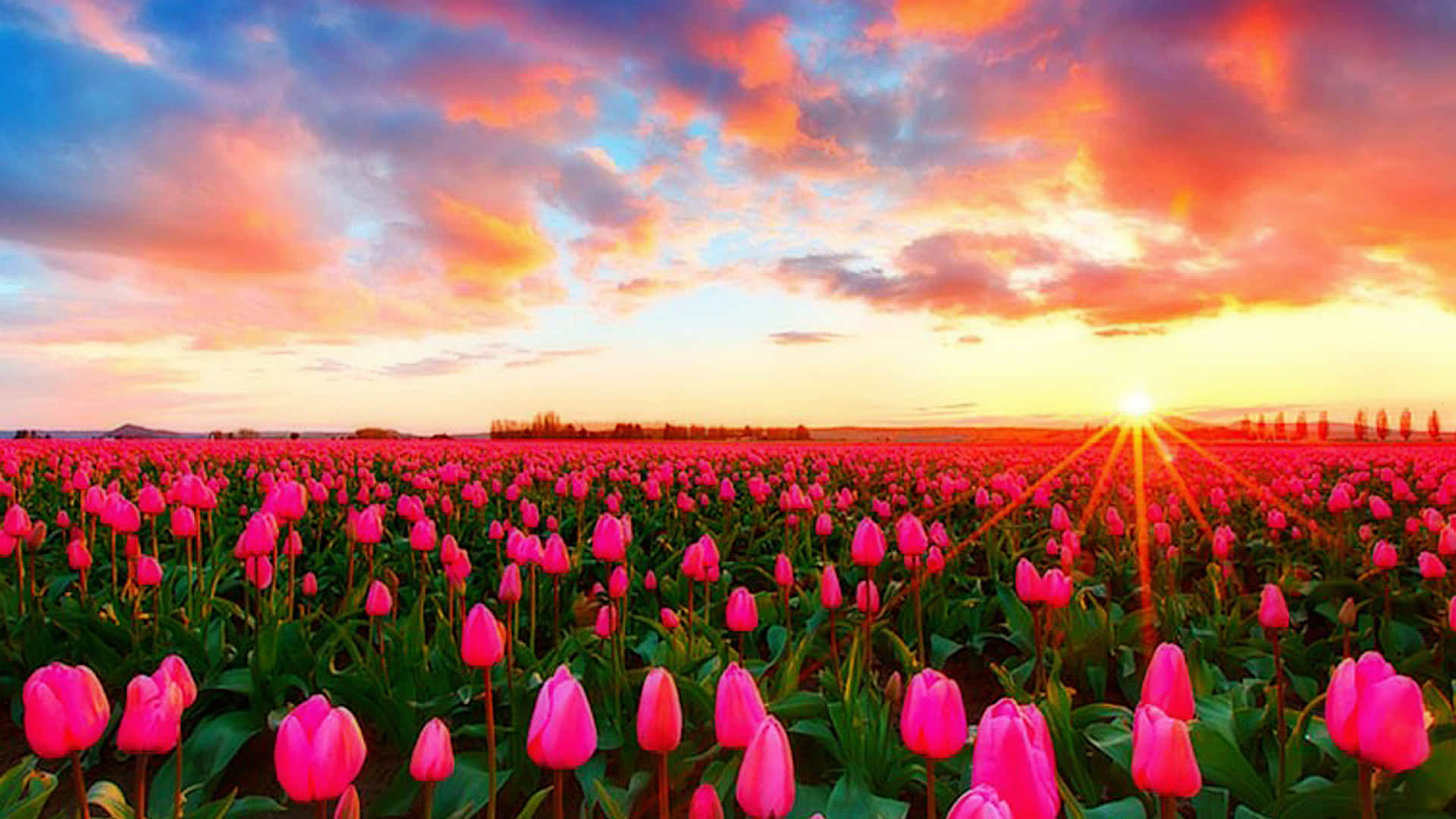 Campode Tulipanes Coloridos En Plena Floración Fondo de pantalla