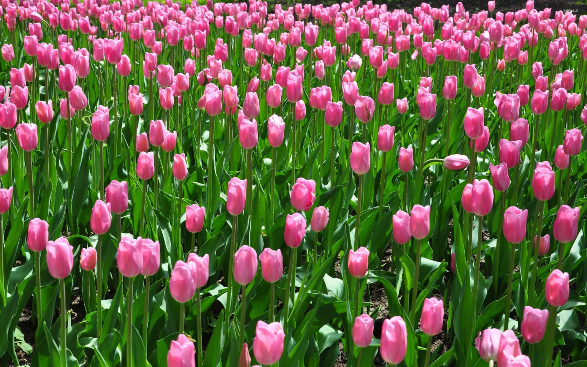 Fascinantecampo De Tulipanes Al Atardecer. Fondo de pantalla