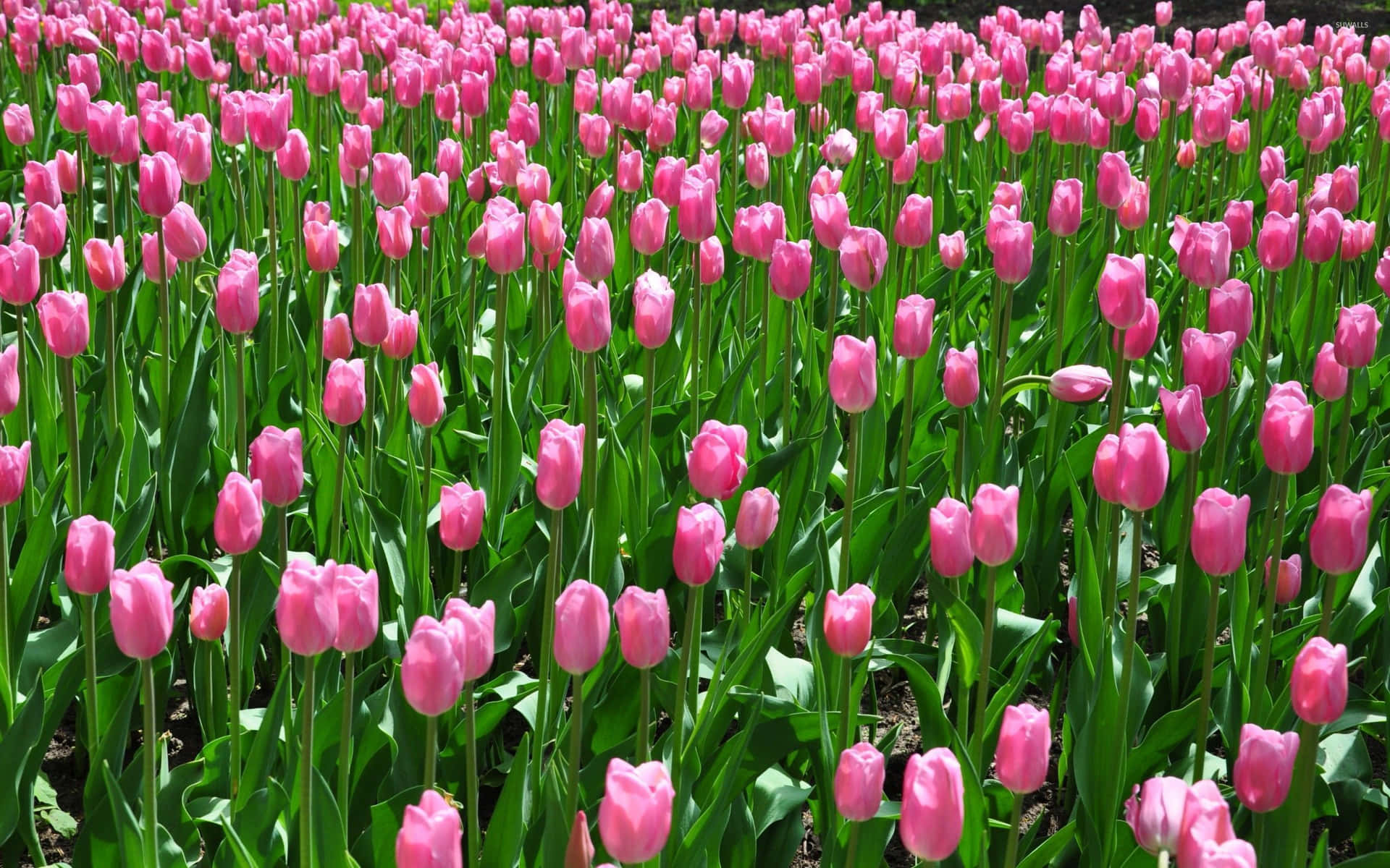 Captivating Tulip Field at Sunset Wallpaper