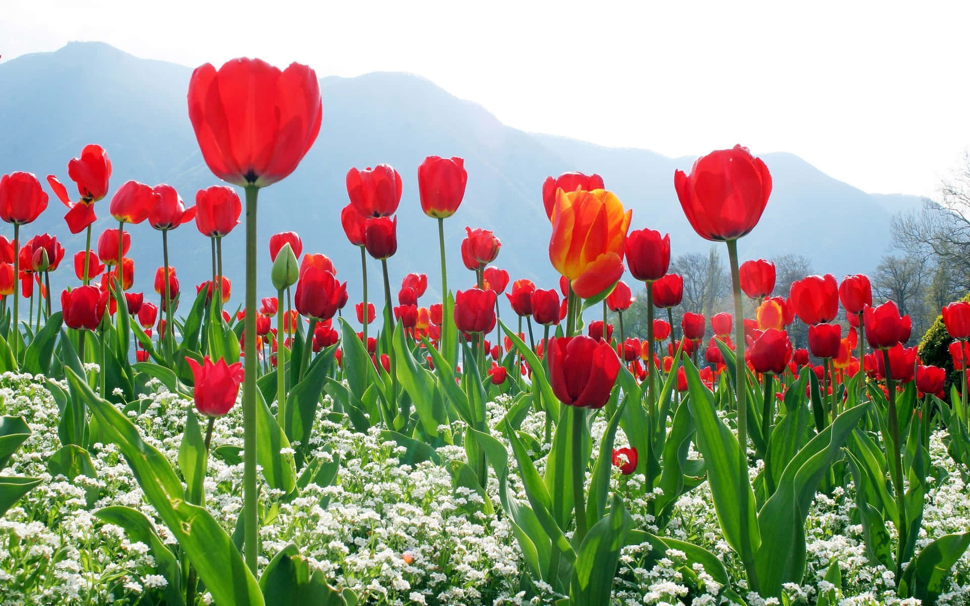 Campode Tulipanes Coloridos En Plena Floración Fondo de pantalla