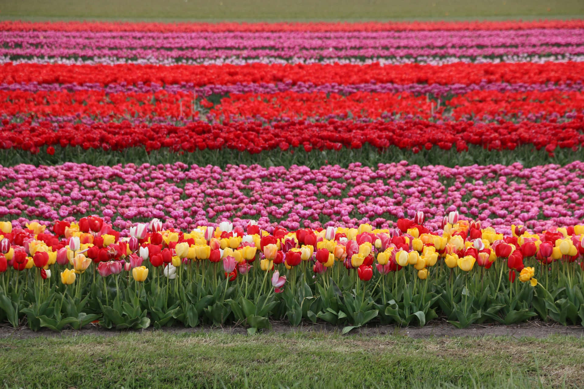 Campocautivador Lleno De Tulipanes En Plena Floración Fondo de pantalla