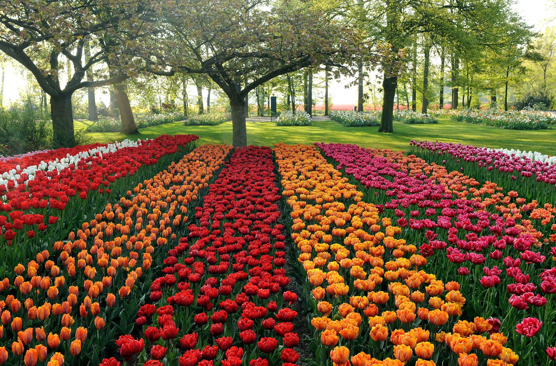 Campocautivador De Tulipanes En Plena Floración Fondo de pantalla