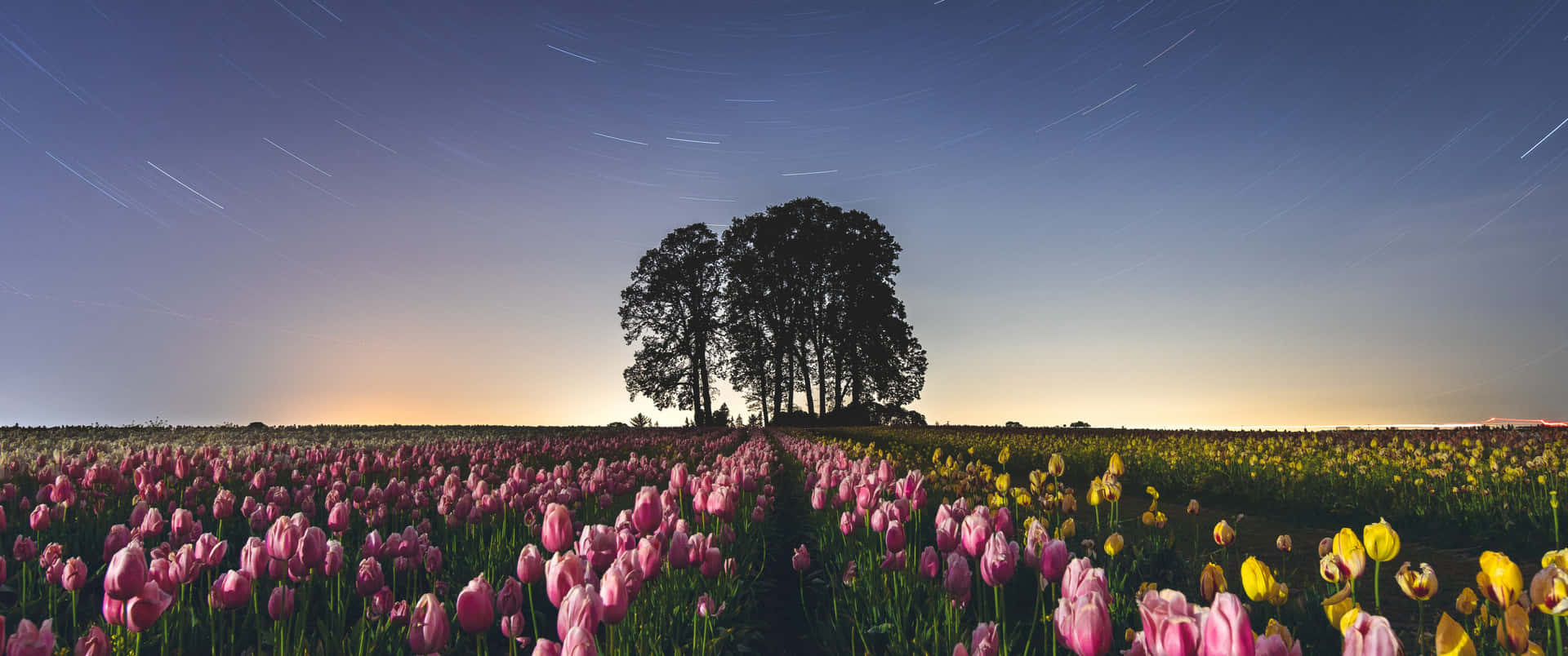 Vibrant tulip field under a blue sky Wallpaper