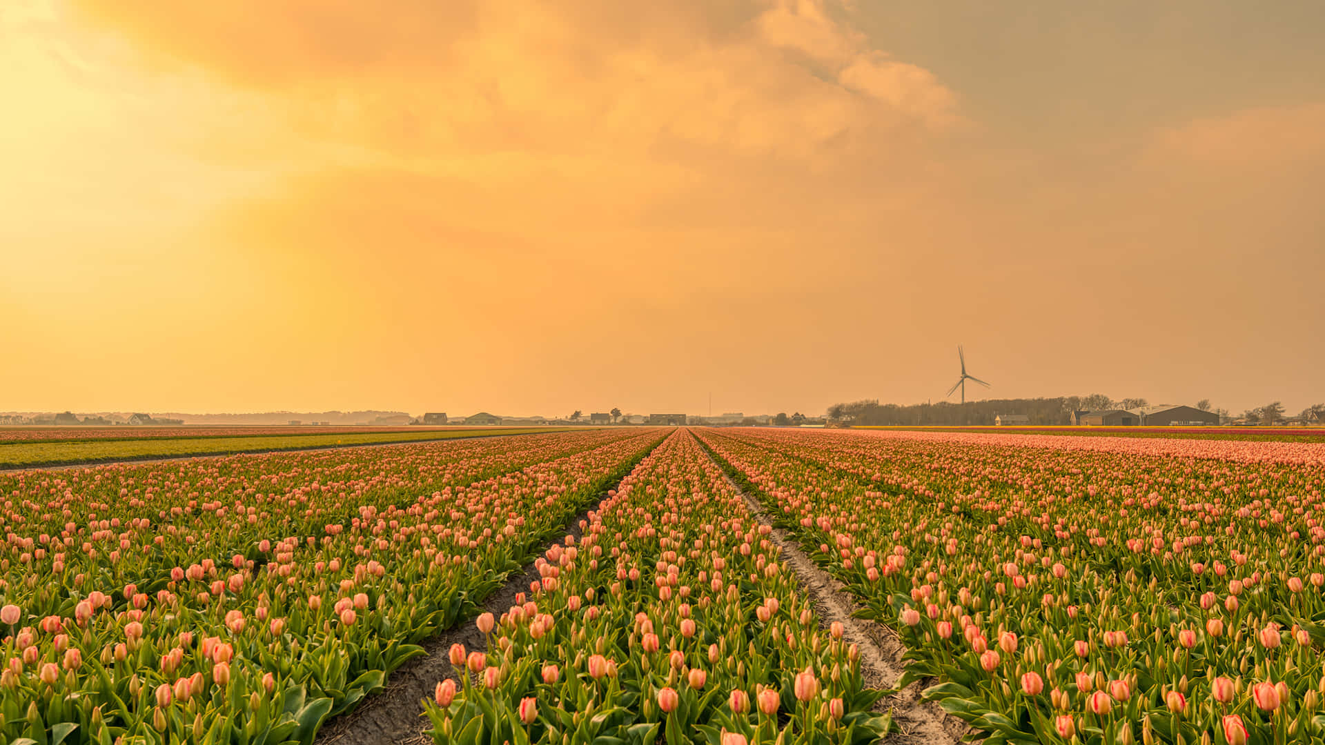 Captivating Tulip Field at Sunset Wallpaper