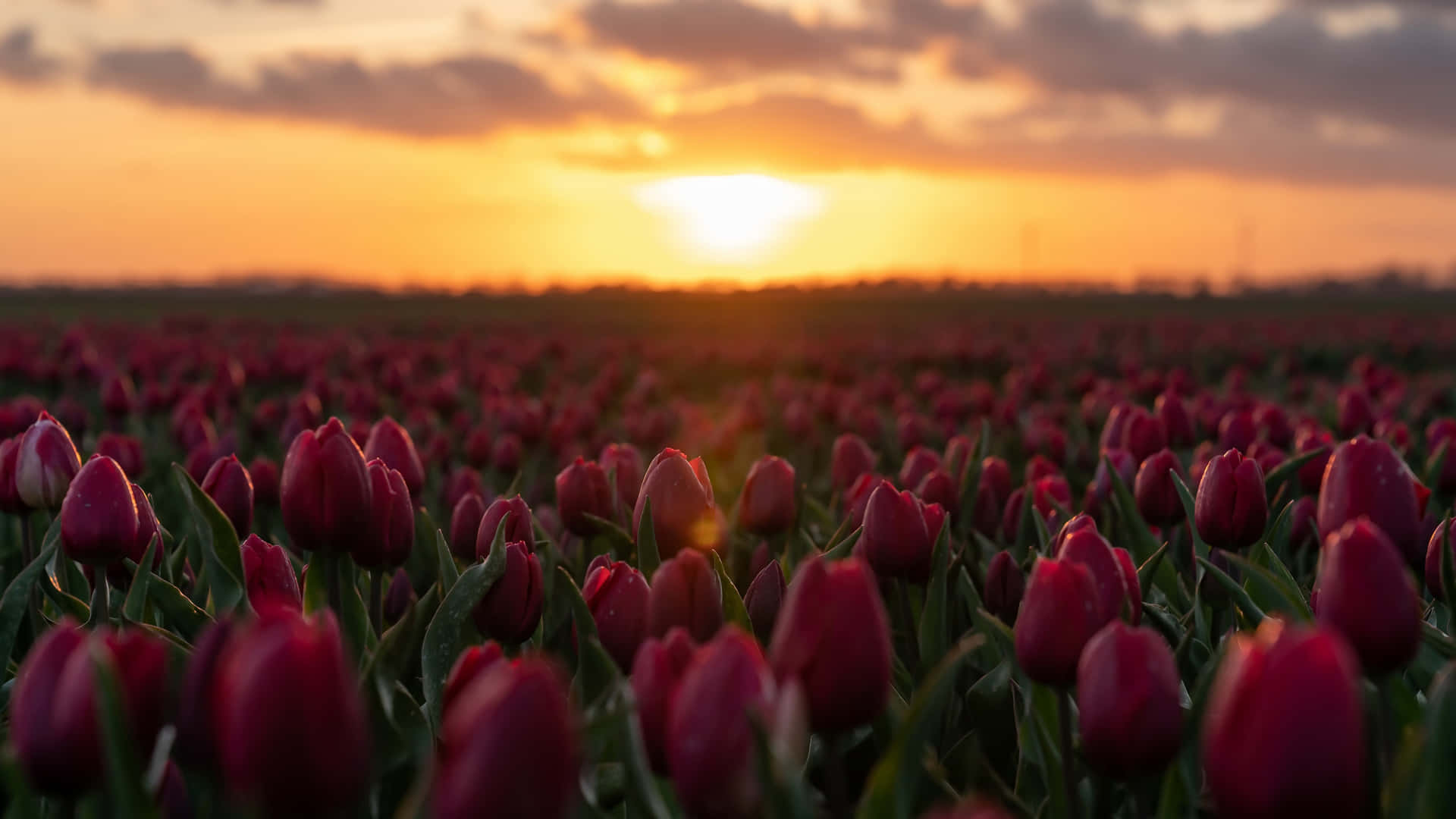 Encantadorcampo De Tulipanes En Plena Floración Fondo de pantalla