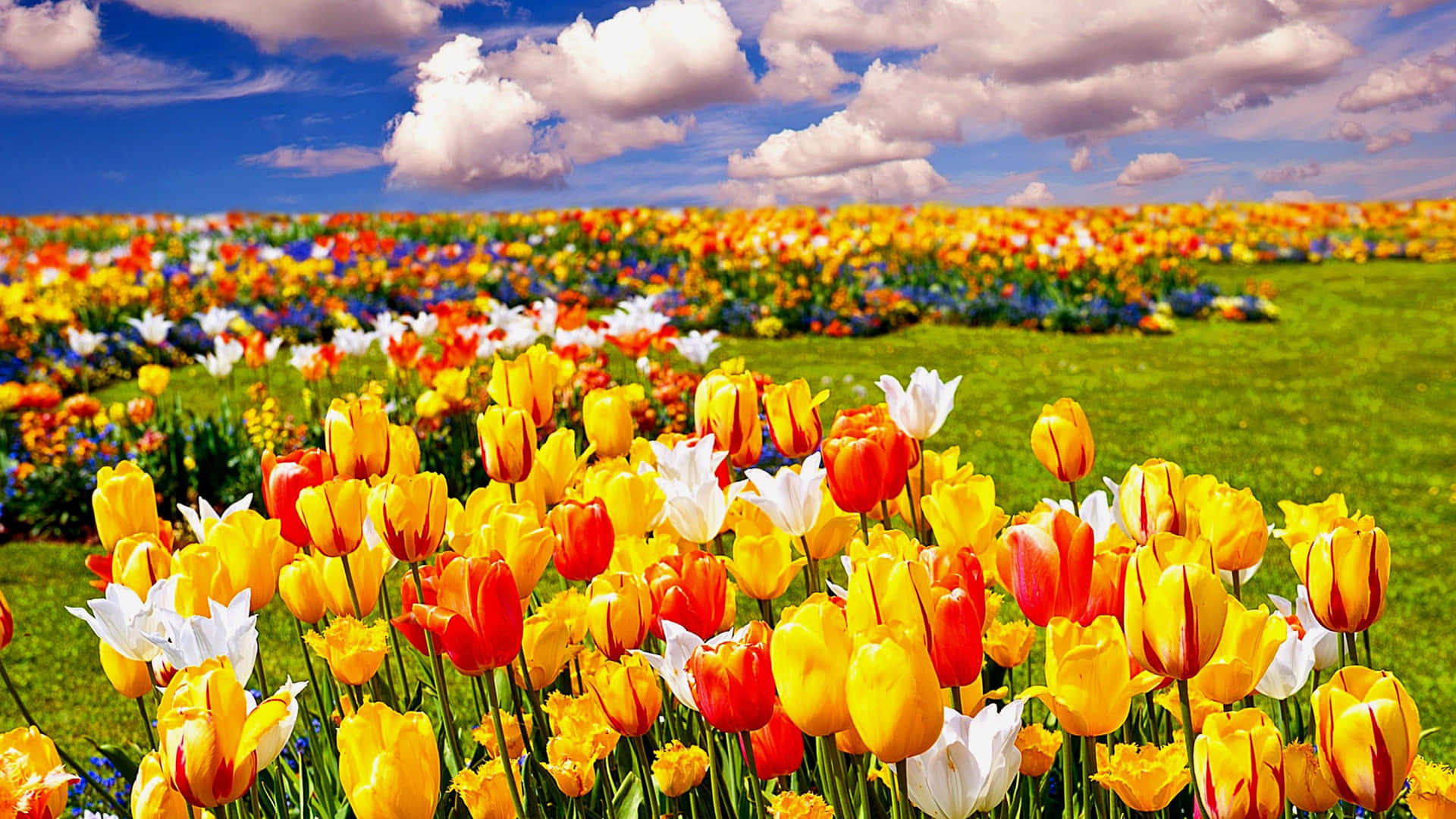 Campode Tulipanes Cautivador En Plena Floración Fondo de pantalla