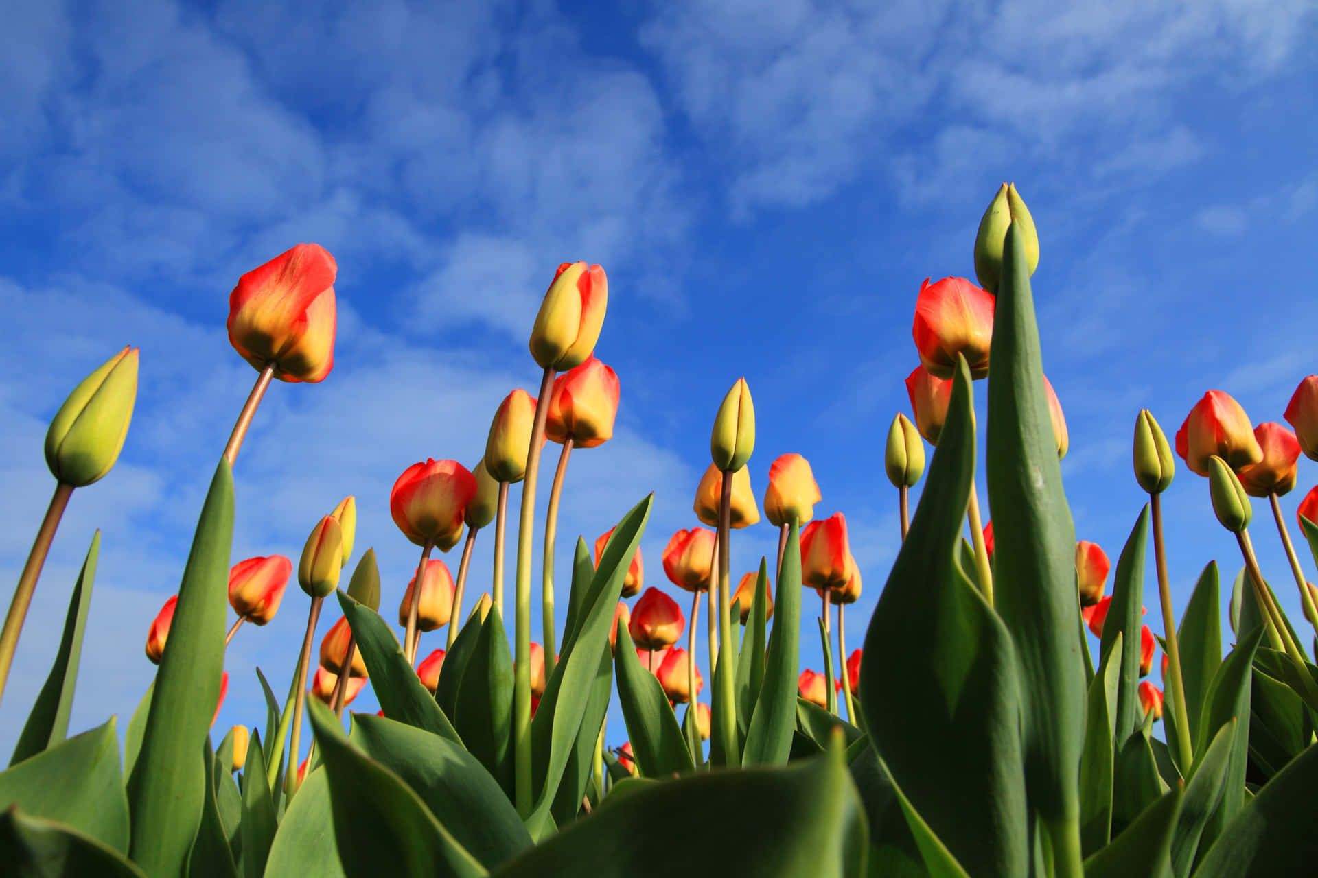 Hermosocampo De Tulipanes En Plena Floración. Fondo de pantalla