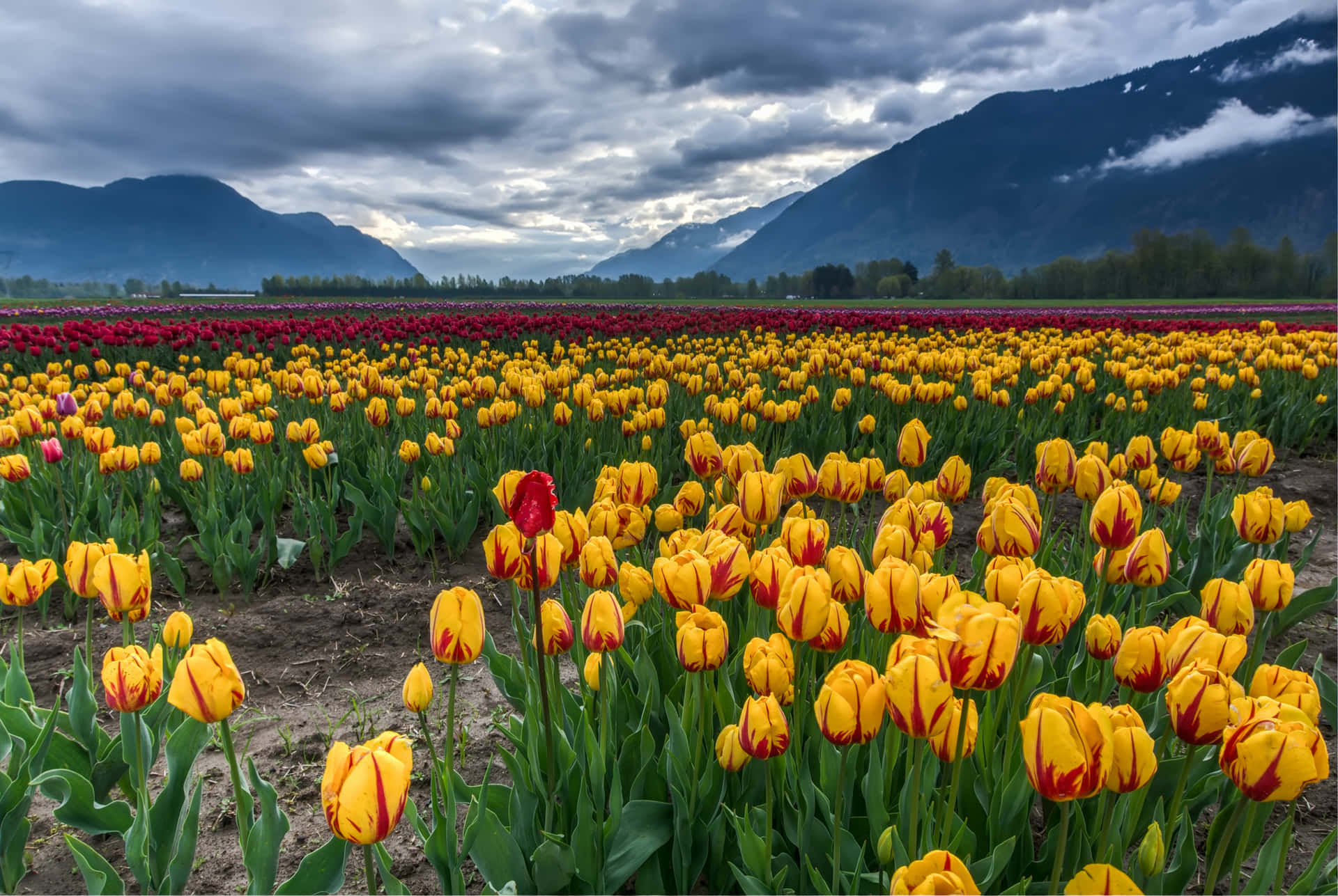 Campode Tulipanes En Plena Floración Fondo de pantalla