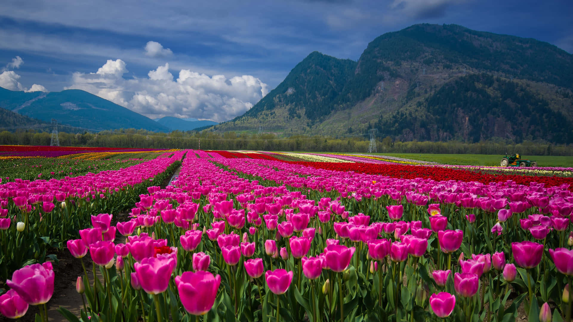 Impresionantecampo De Tulipanes En Plena Floración Fondo de pantalla