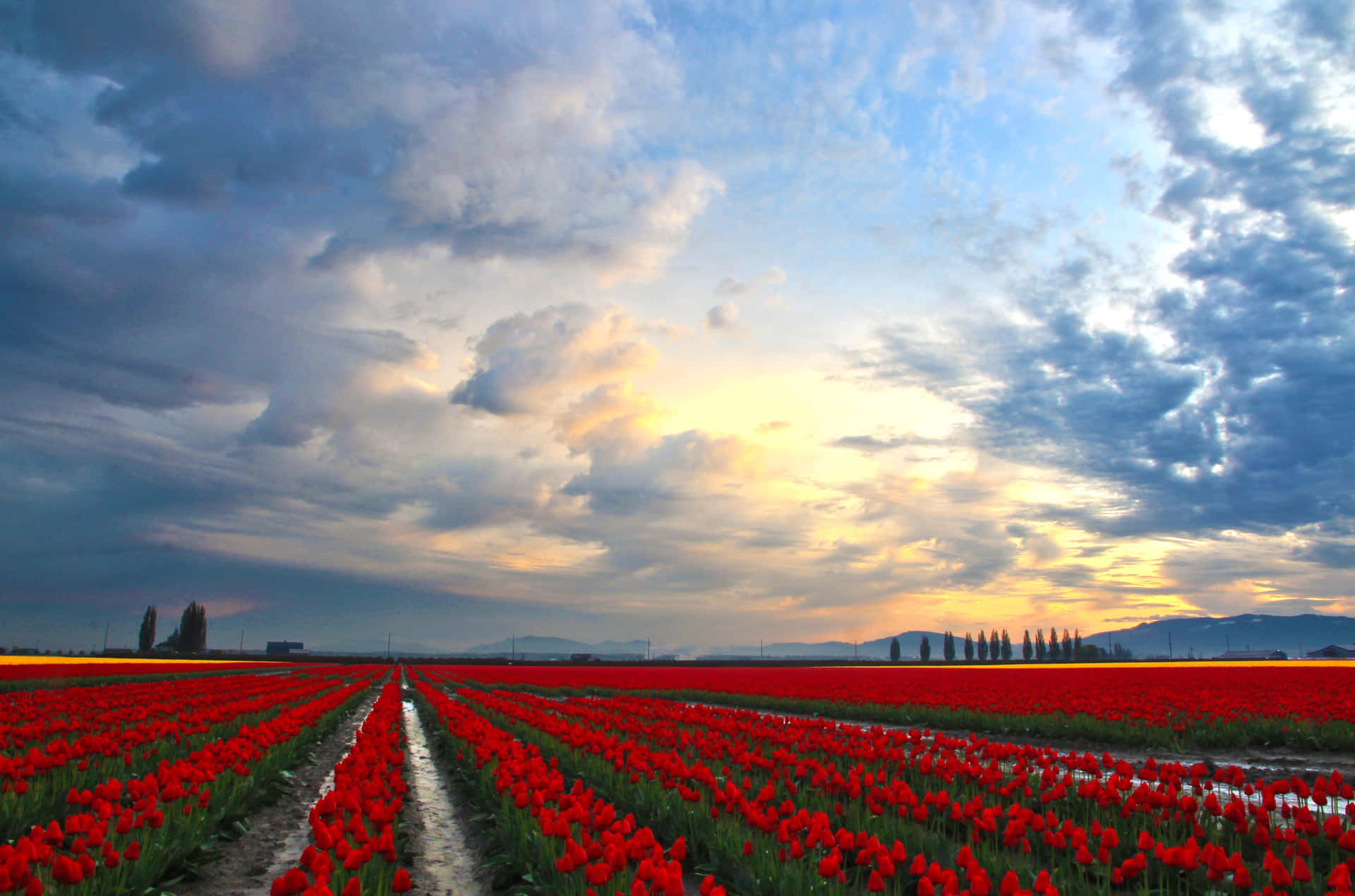 Fascinantecampo De Tulipanes En Plena Floración Fondo de pantalla