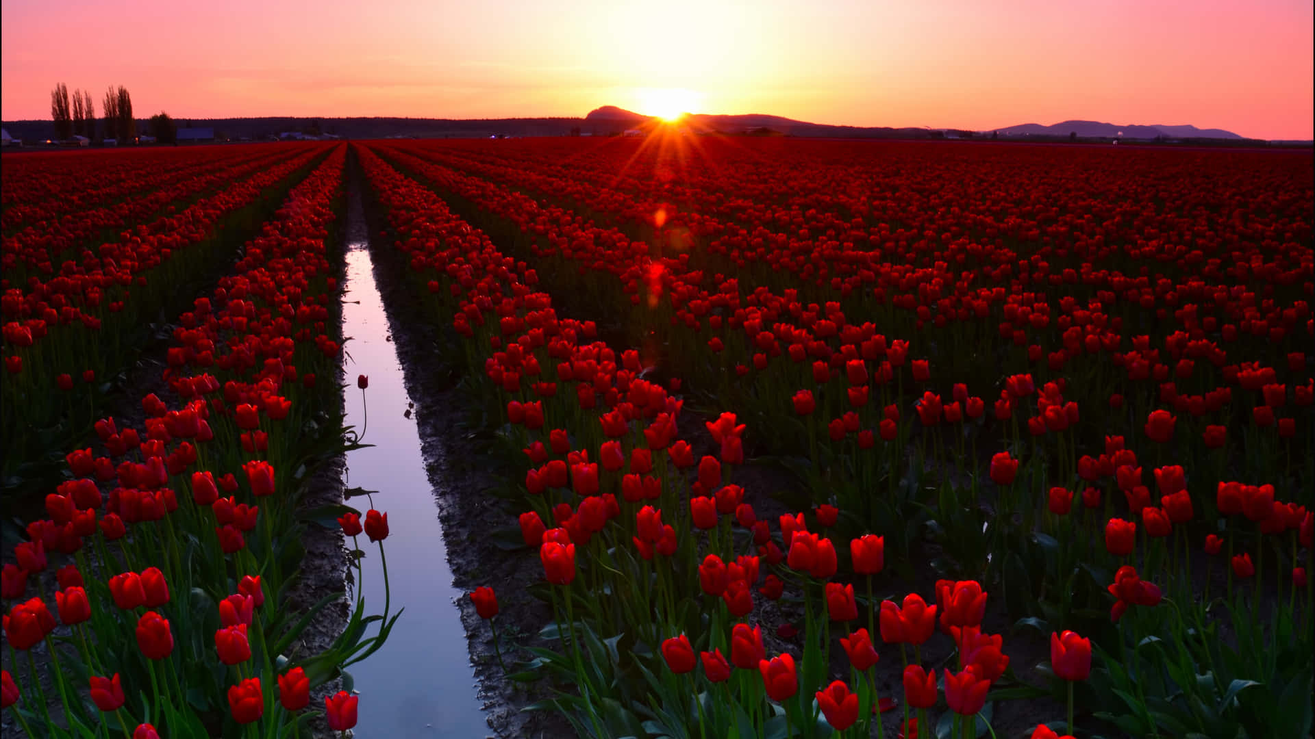 Increíblecampo De Tulipanes Coloridos Al Amanecer. Fondo de pantalla