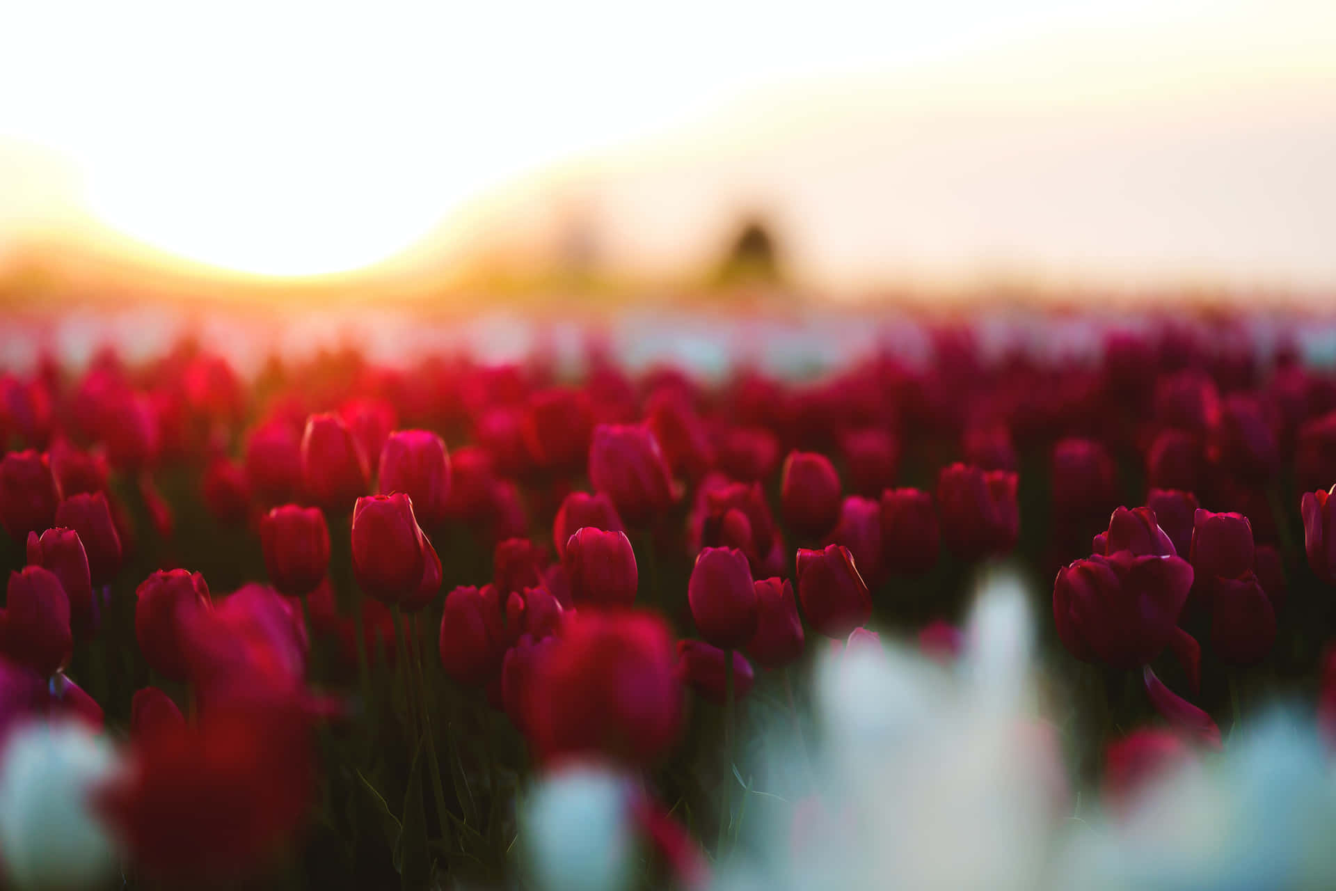 Vibrant Tulip Field in Full Bloom Wallpaper