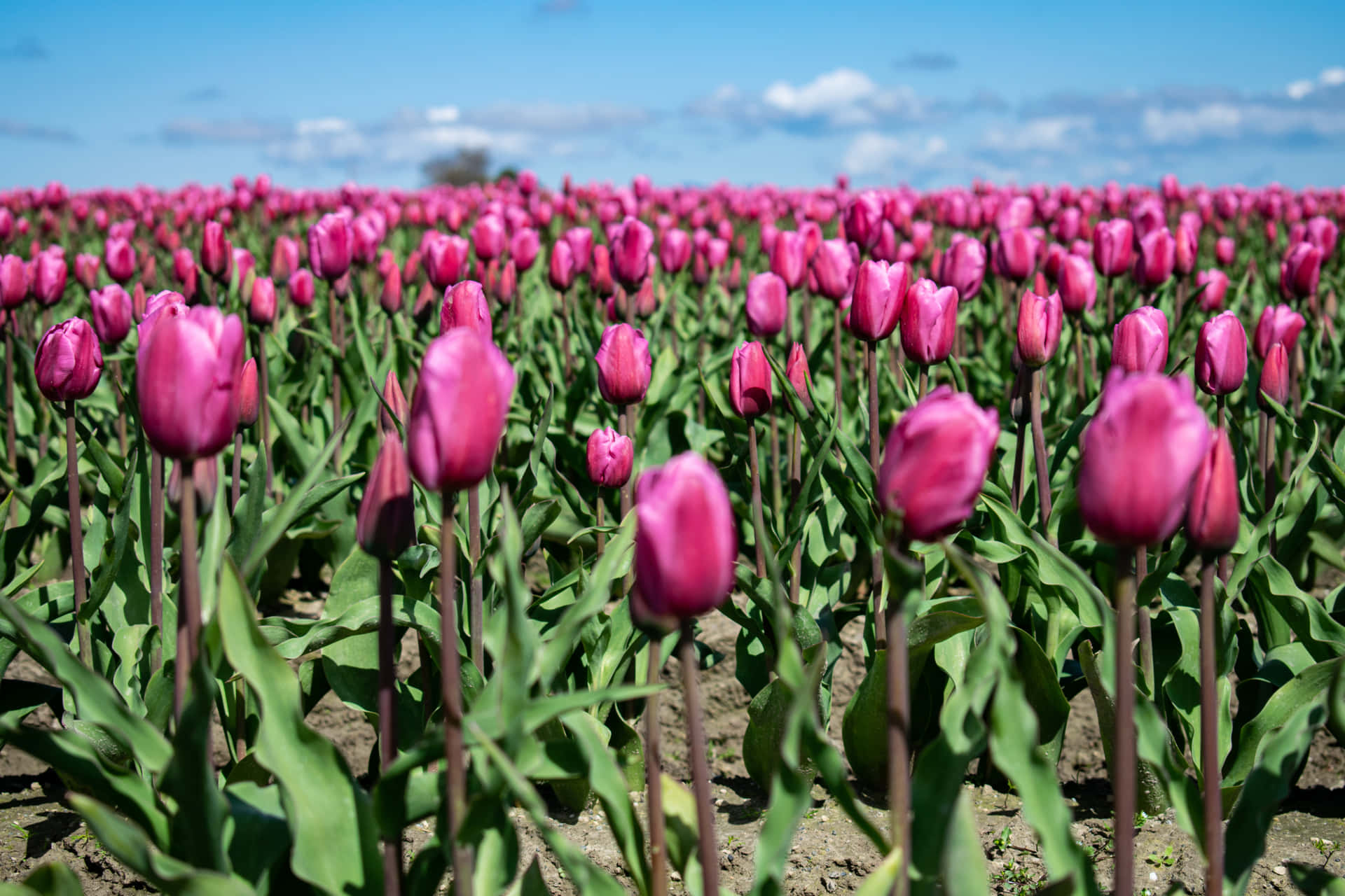 Vibrant Tulip Field in Full Bloom Wallpaper