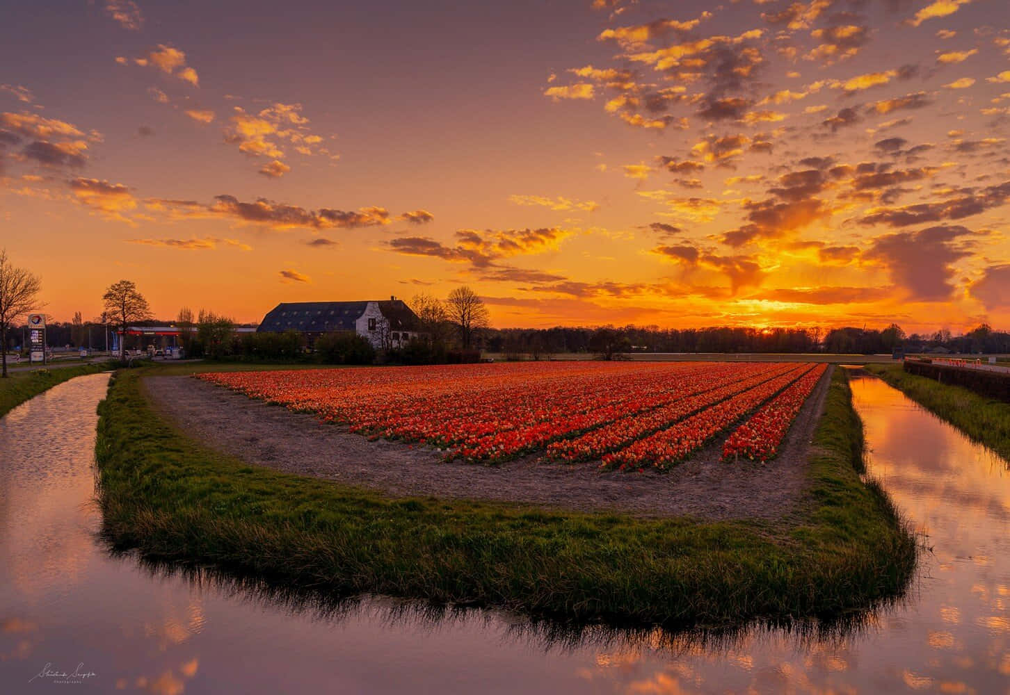 Tulip Field Sunset Hengelo Wallpaper