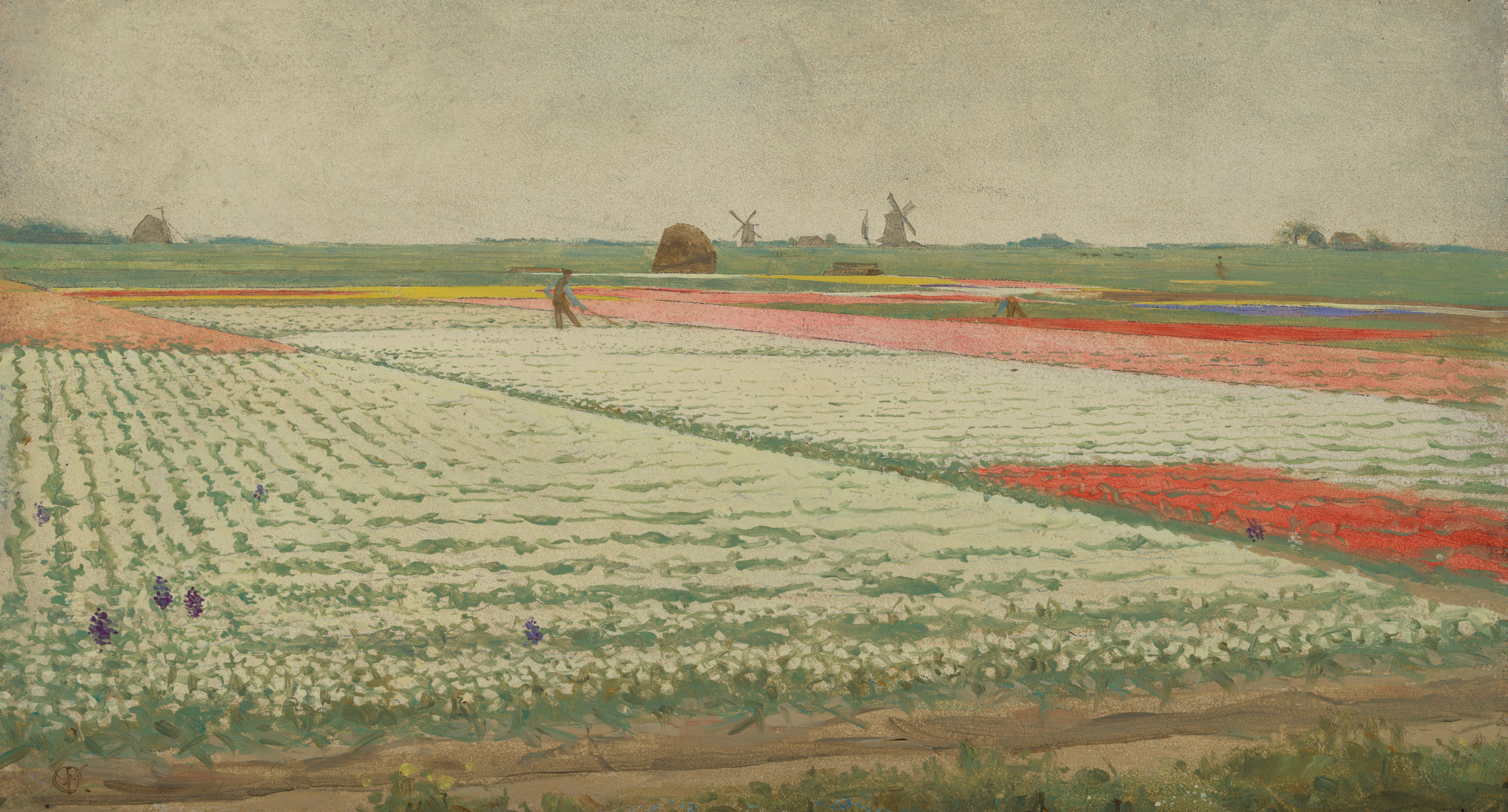 Tulip Fields Wallpaper