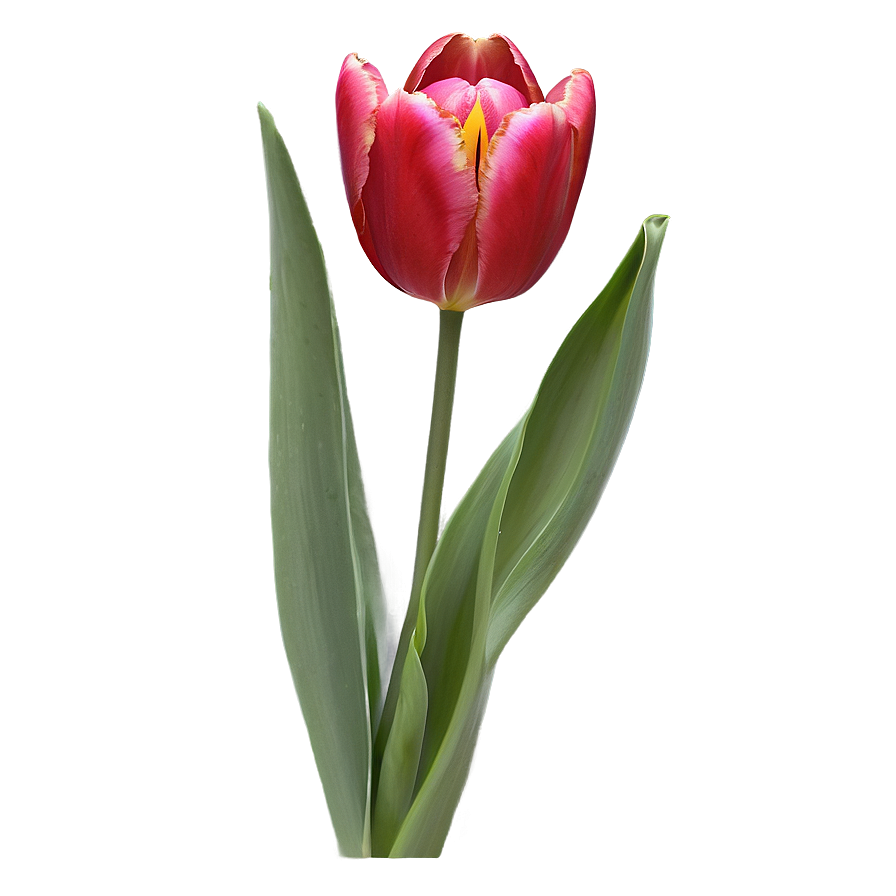 Tulip Flower Drawing Png 05252024 PNG