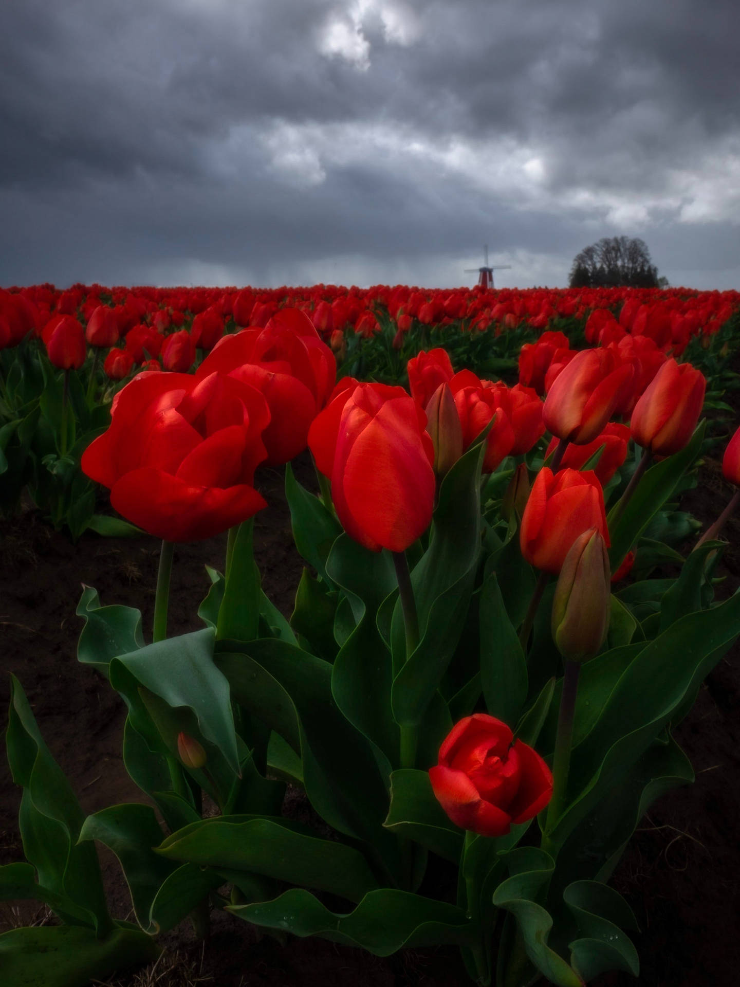 Brighten up your WhatsApp chats with this stunning field of tulips! Wallpaper
