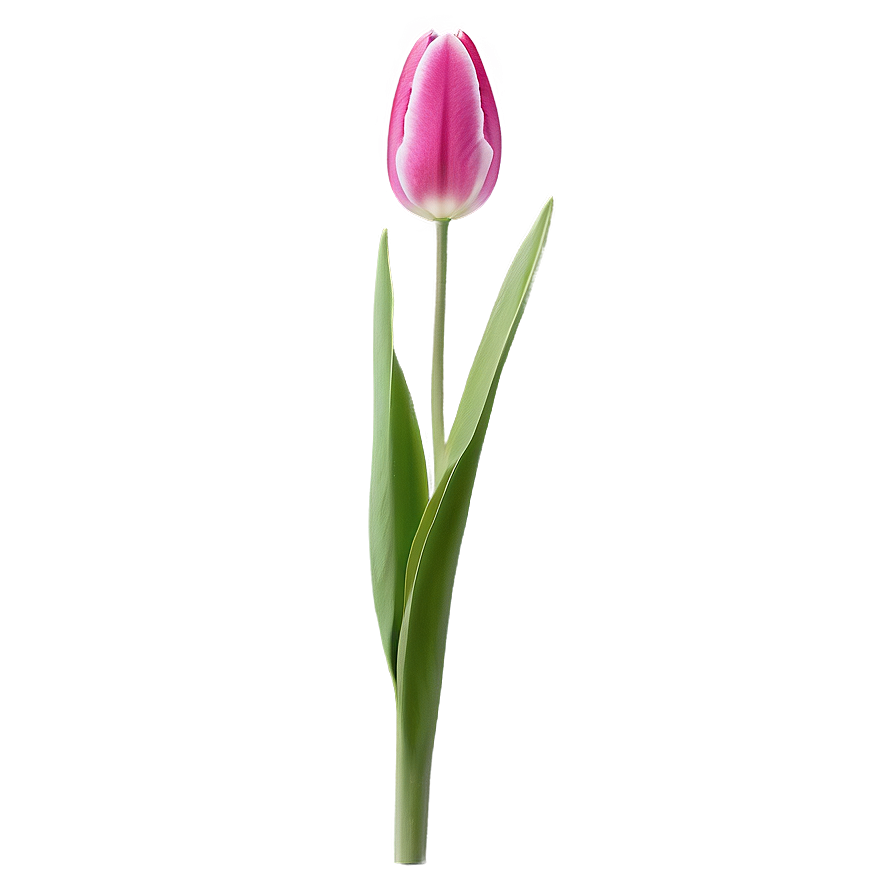 Tulip Flower Stem Png 06132024 PNG