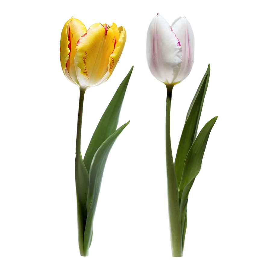 Tulip Flower Stem Png Sbb44 PNG