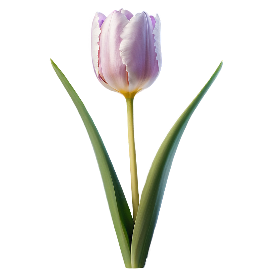 Tulip Flower Transparent Png Mml29 PNG