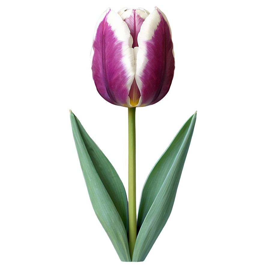 Download Tulip Illustration Png Qxy78 | Wallpapers.com