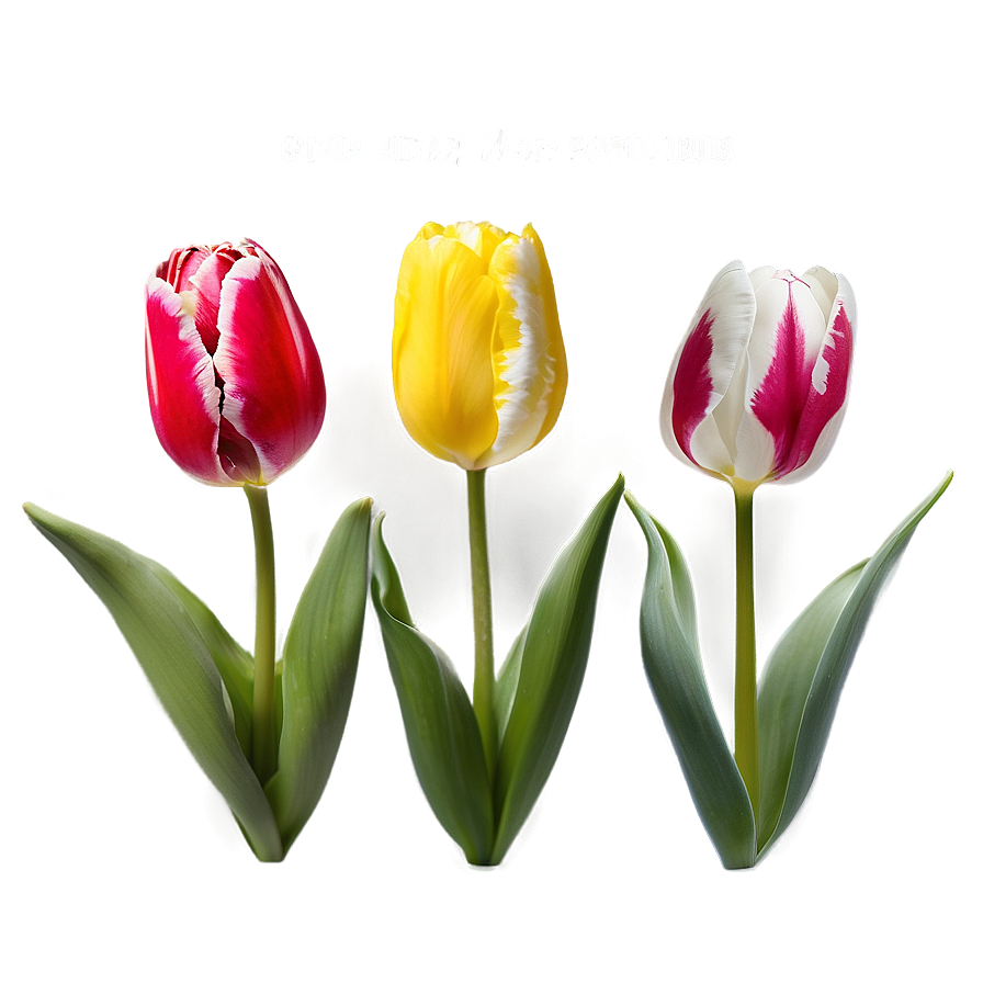 Tulip Pattern Png 05212024 PNG