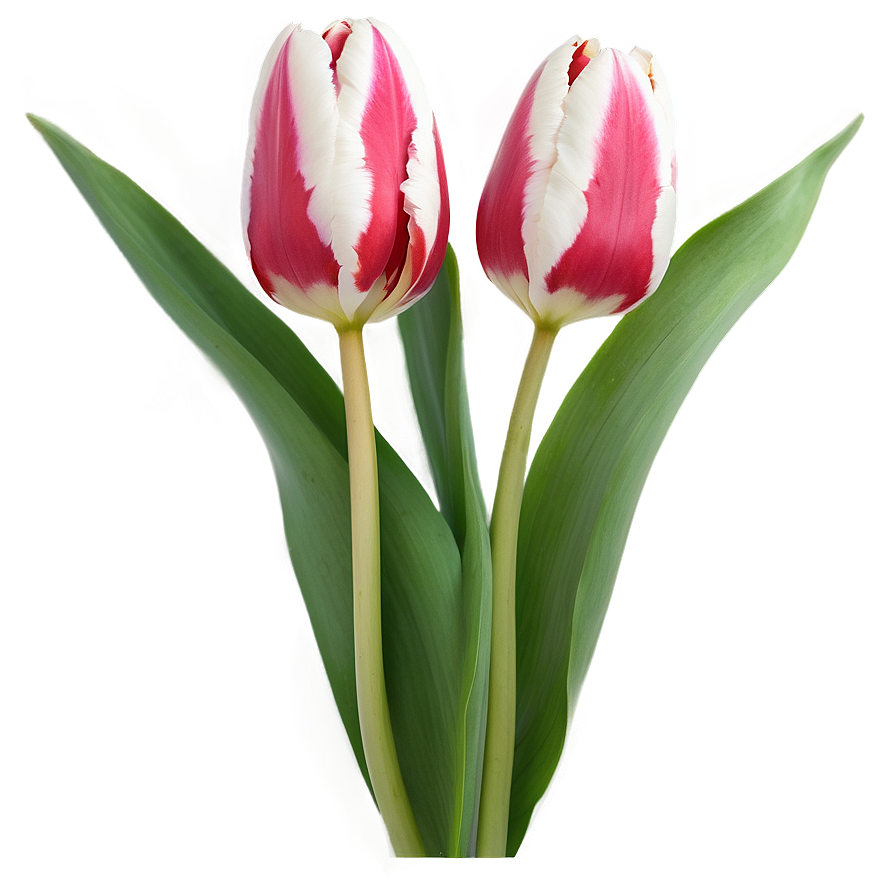 Tulip Pattern Png 05212024 PNG