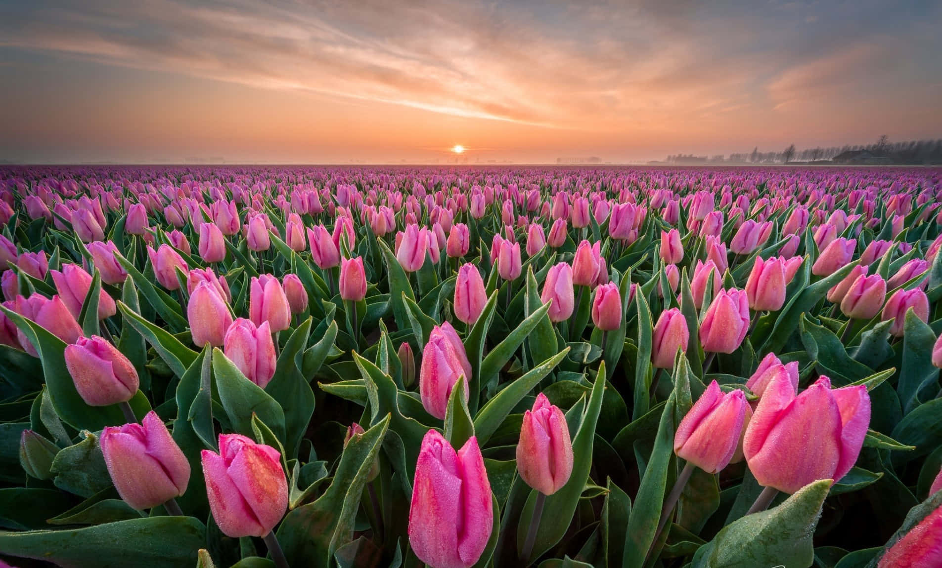 Enjoy the Start of Spring with Beautiful Tulips