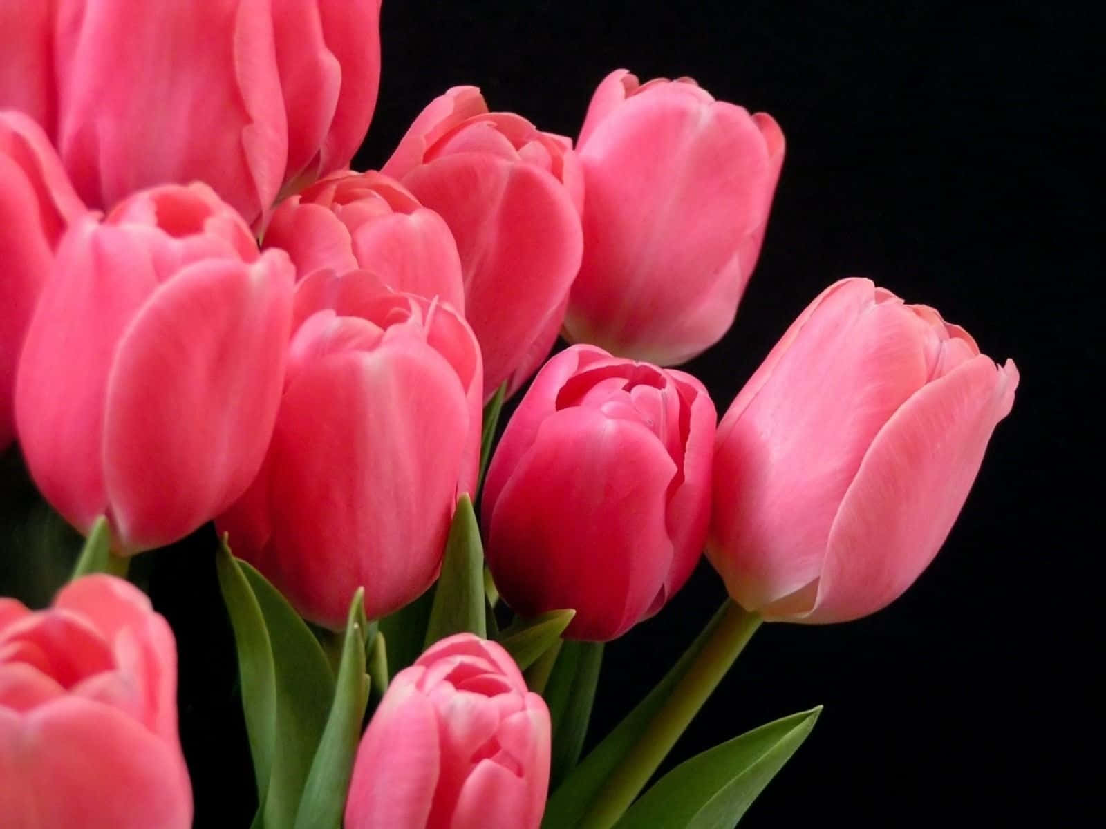 Farverigarrangement Af Tulipaner I Et Marklandskab