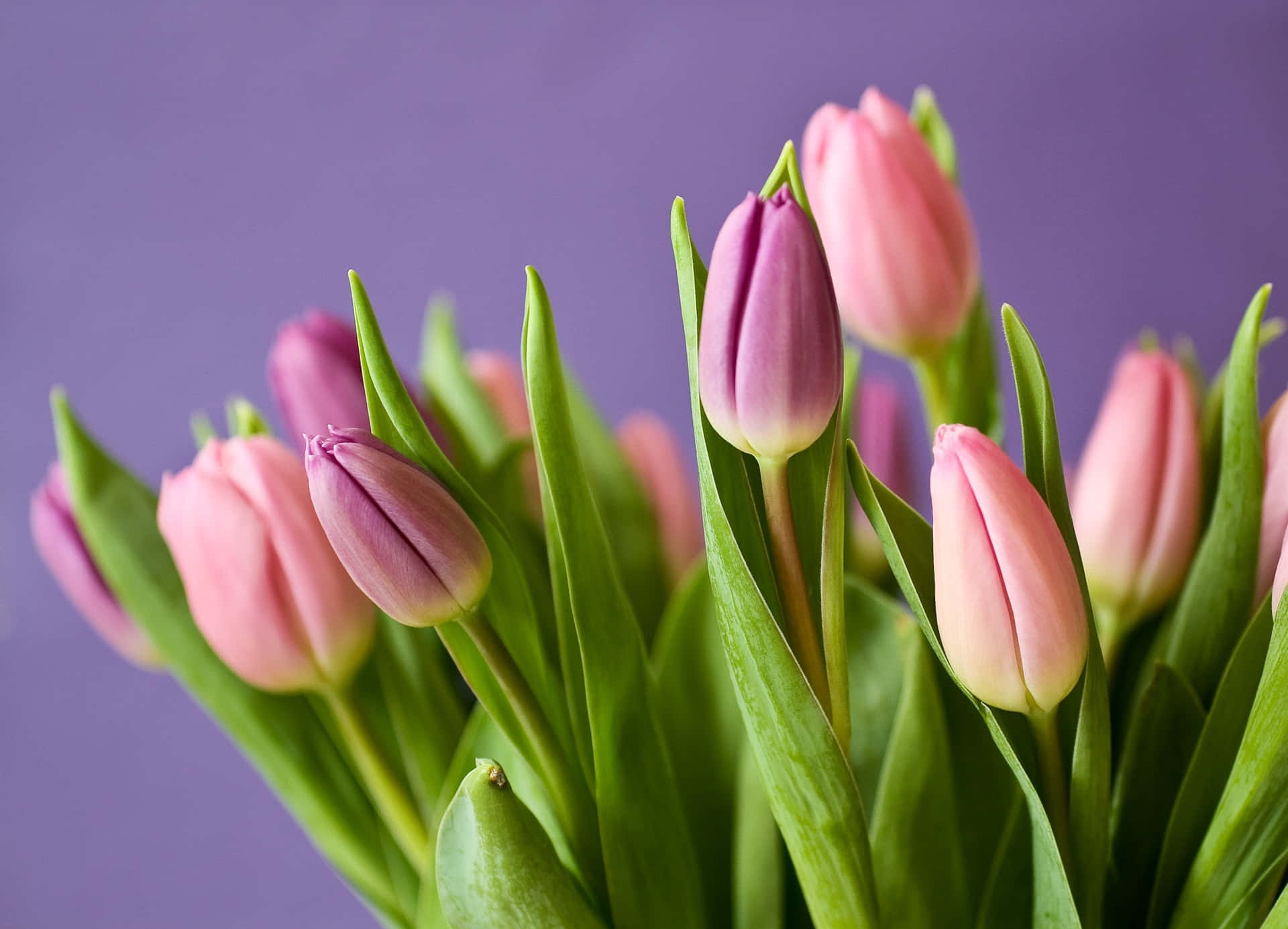 A Vase Of Pink And Purple Tulips