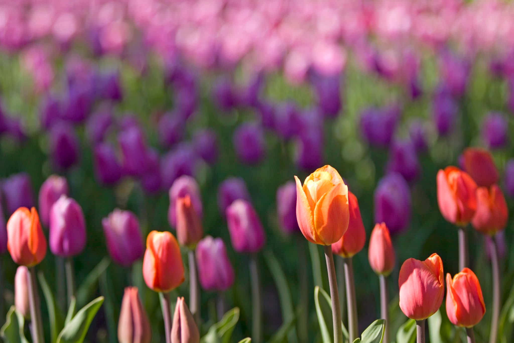 Encantadorescampos De Tulipanes En Plena Floración De Primavera.