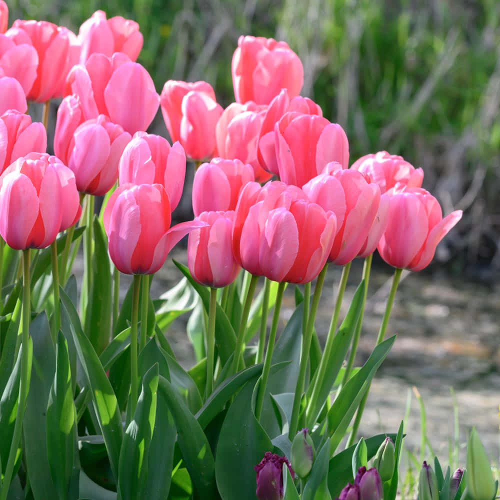 Losbrillantes Tulipanes Ofrecen Una Vista Alegre.
