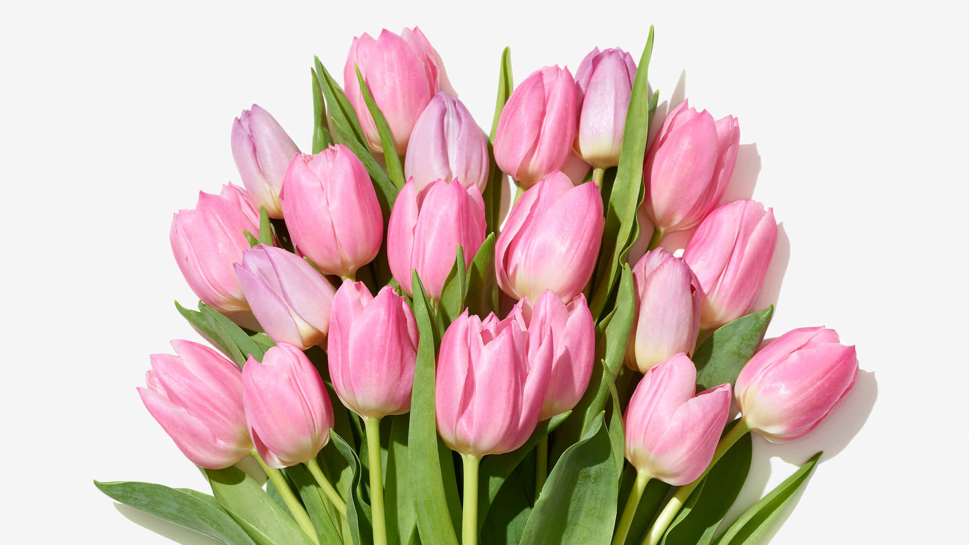 Lysendelavendelfarvede Og Gule Tulipaner I Fuldt Flor