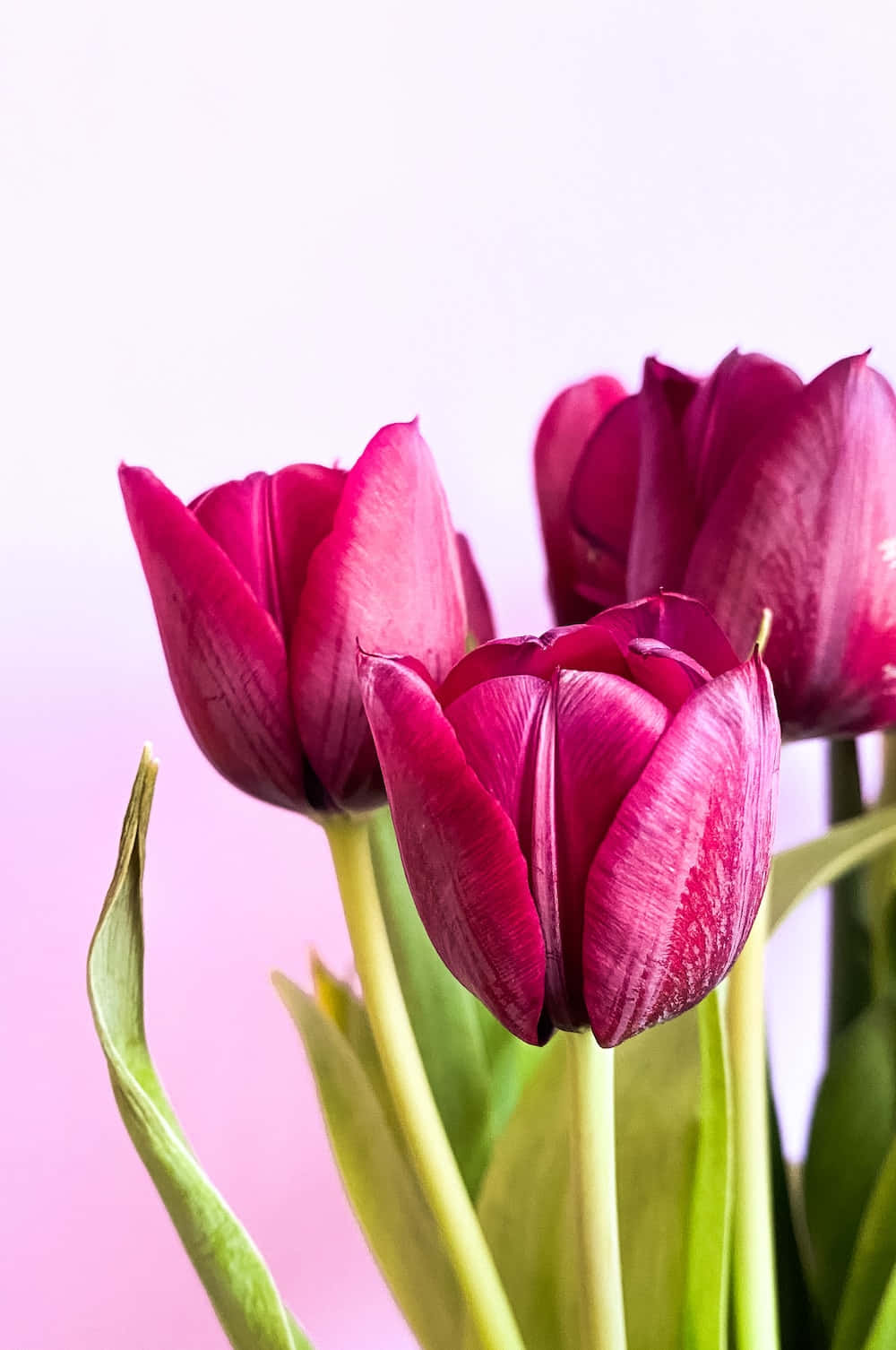 Tulipanesmorados Floreciendo Sin Problemas