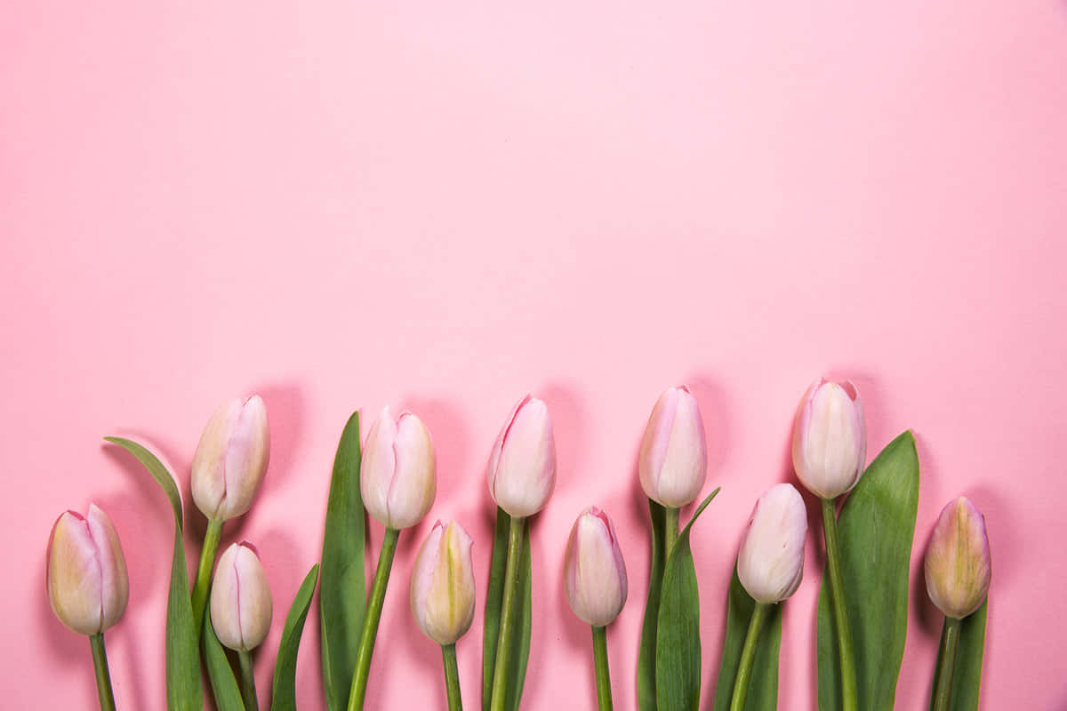 Forbløffendeforårs Have Med Blomstrende Tulipaner.