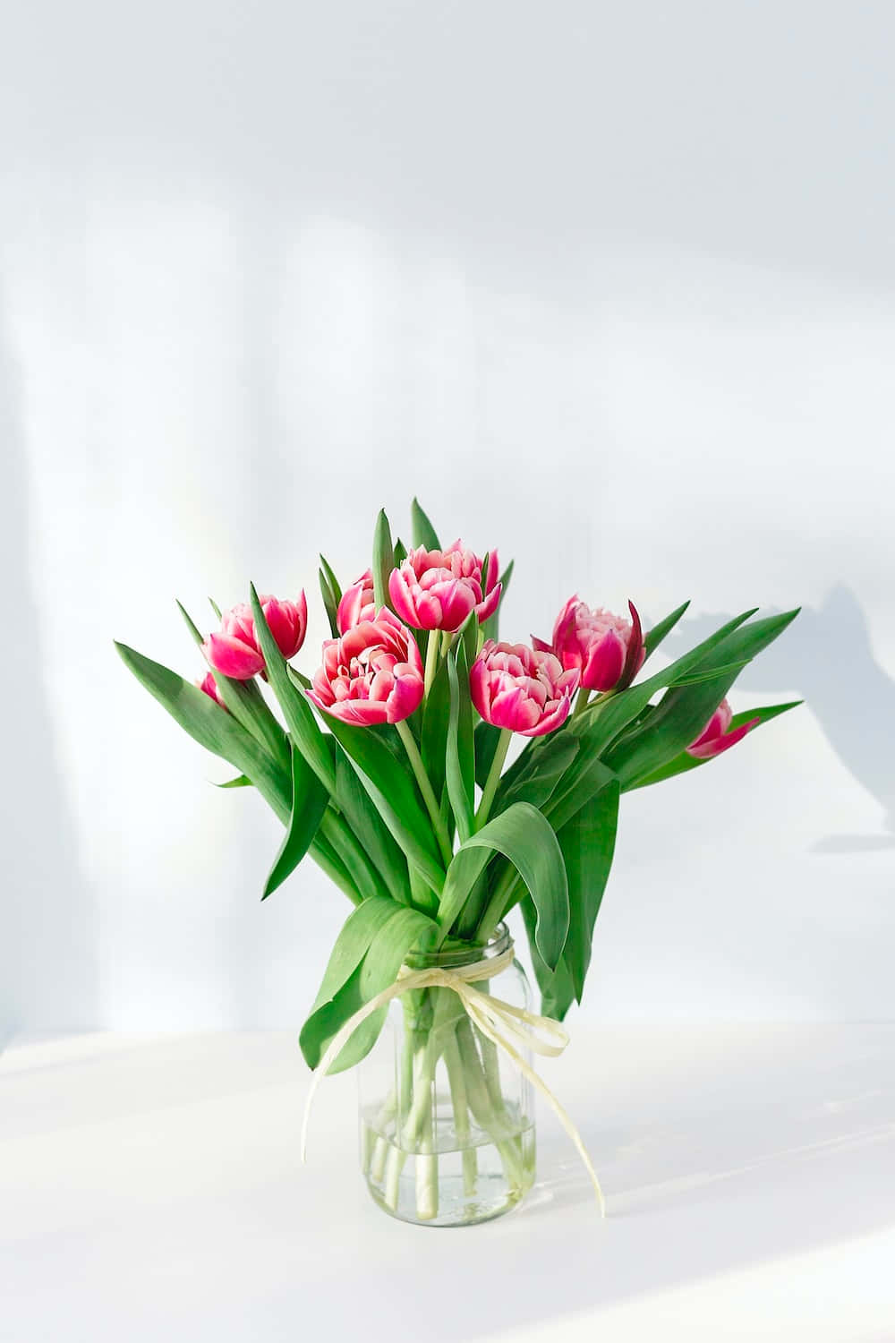 Erhellensie Ihren Frühling Mit Einer Farbenfrohen Tulpenblüte, Die Garantiert Jedem Blick Schönheit Verleiht.