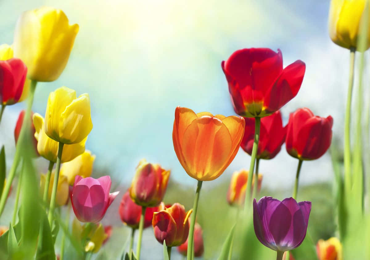 Colorful beauty of tulips
