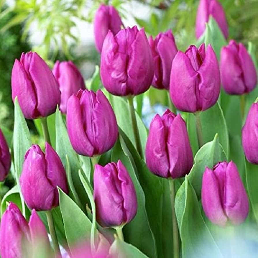Appreciate the beauty of tulips