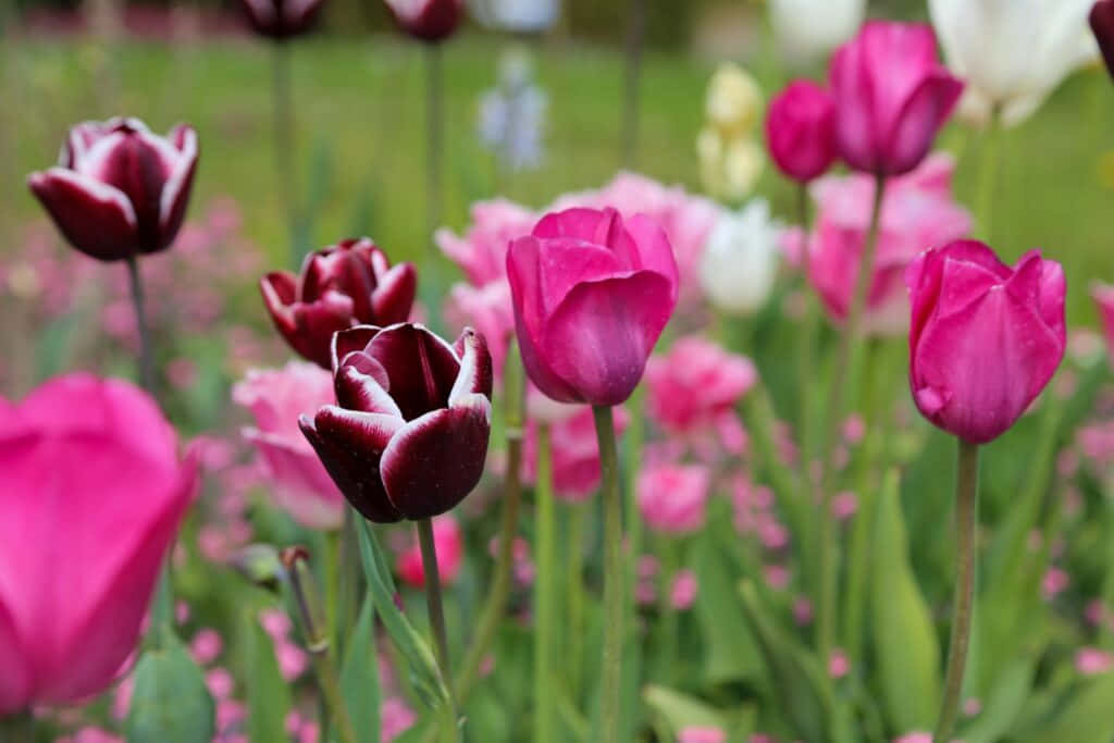 Mostrandola Belleza De La Primavera Con Vibrantes Tulipanes.