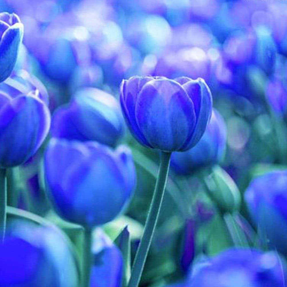 Disfrutala Belleza De La Naturaleza Con Esta Colorida Flor De Tulipán.